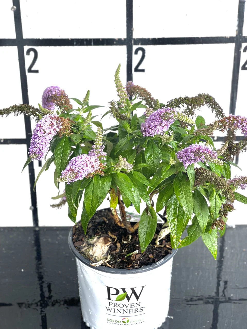 Proven Winners Pugster® Amethyst Butterfly Bush - Image 4