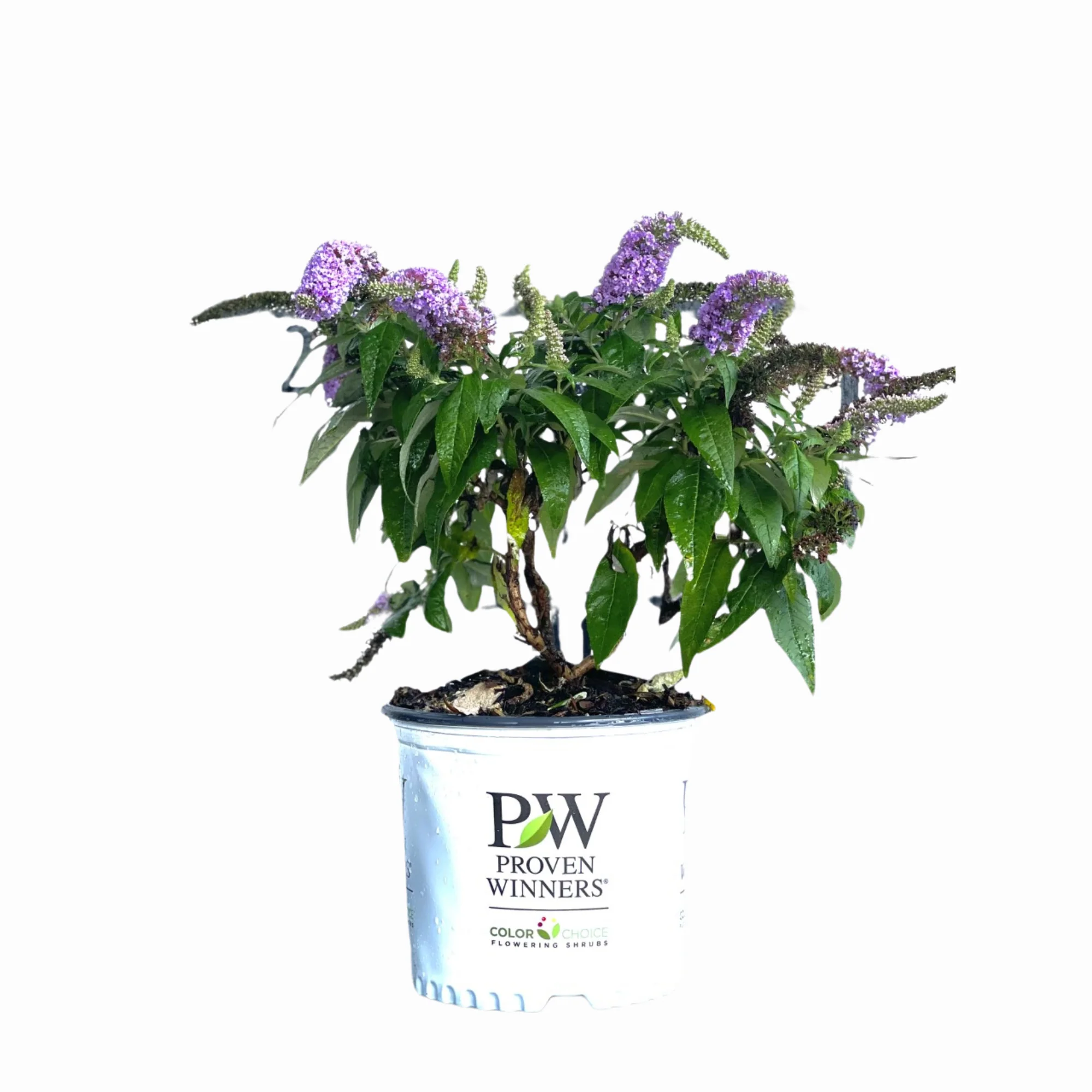 Proven Winners Pugster® Amethyst Butterfly Bush - Image 5