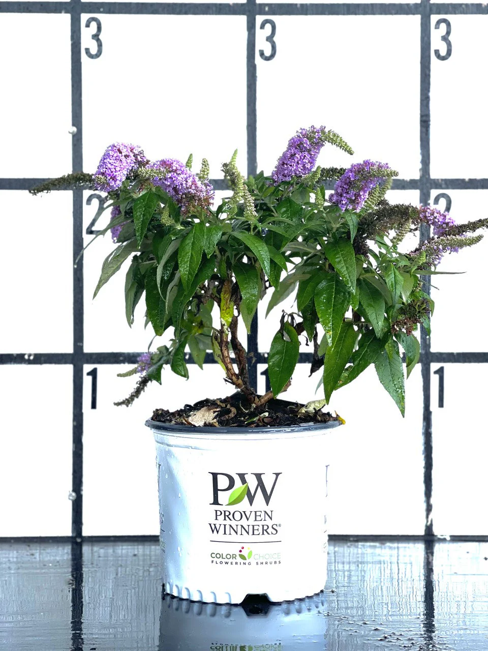 Proven Winners Pugster® Amethyst Butterfly Bush - Image 6