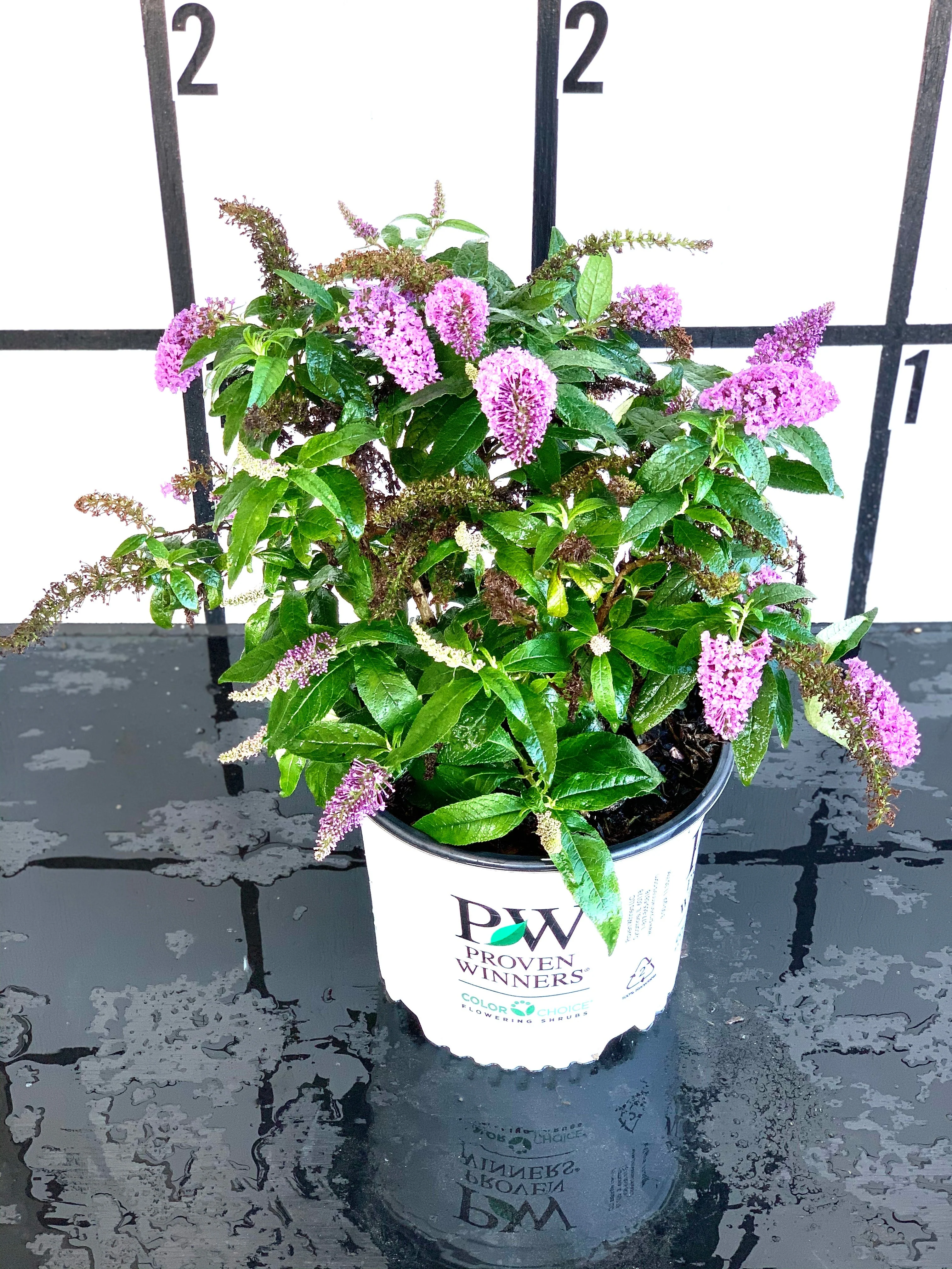 Proven Winners Pugster® Amethyst Butterfly Bush - Image 7