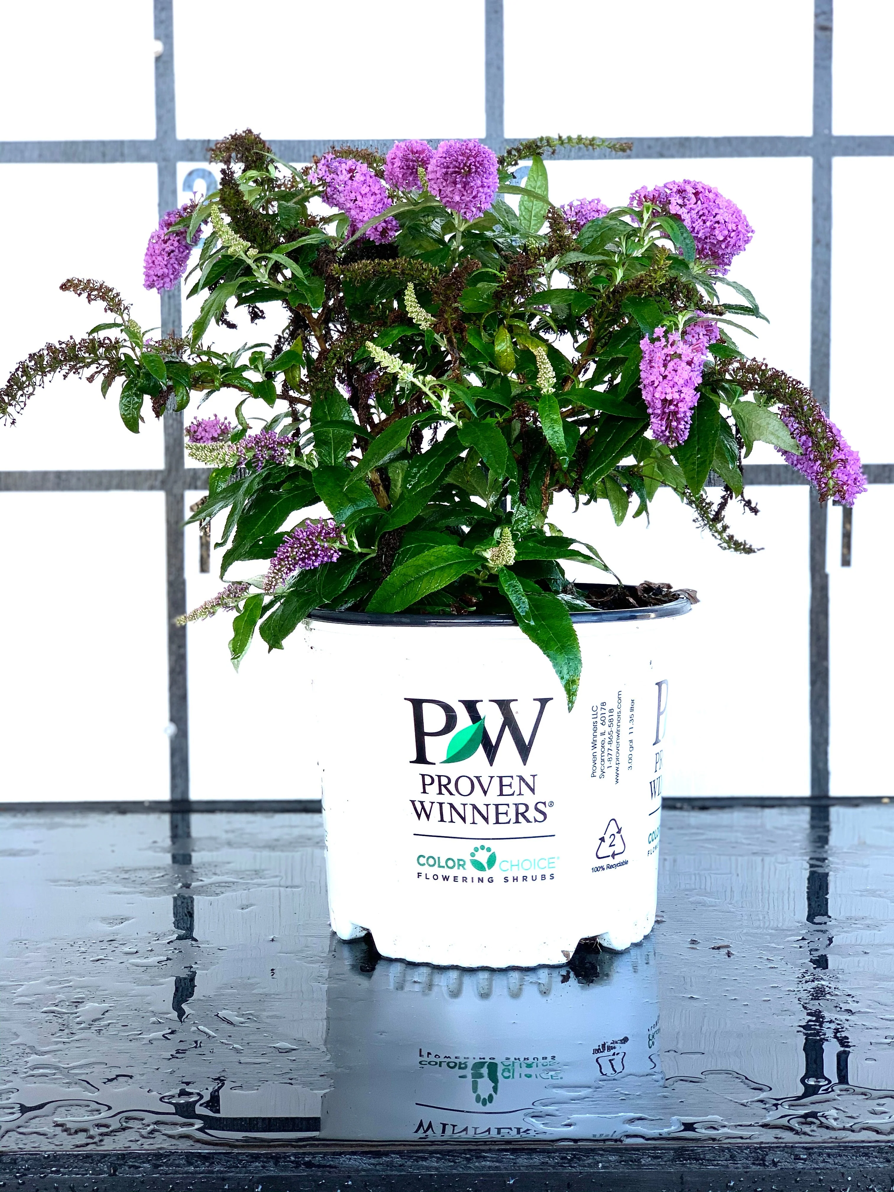 Proven Winners Pugster® Amethyst Butterfly Bush - Image 8