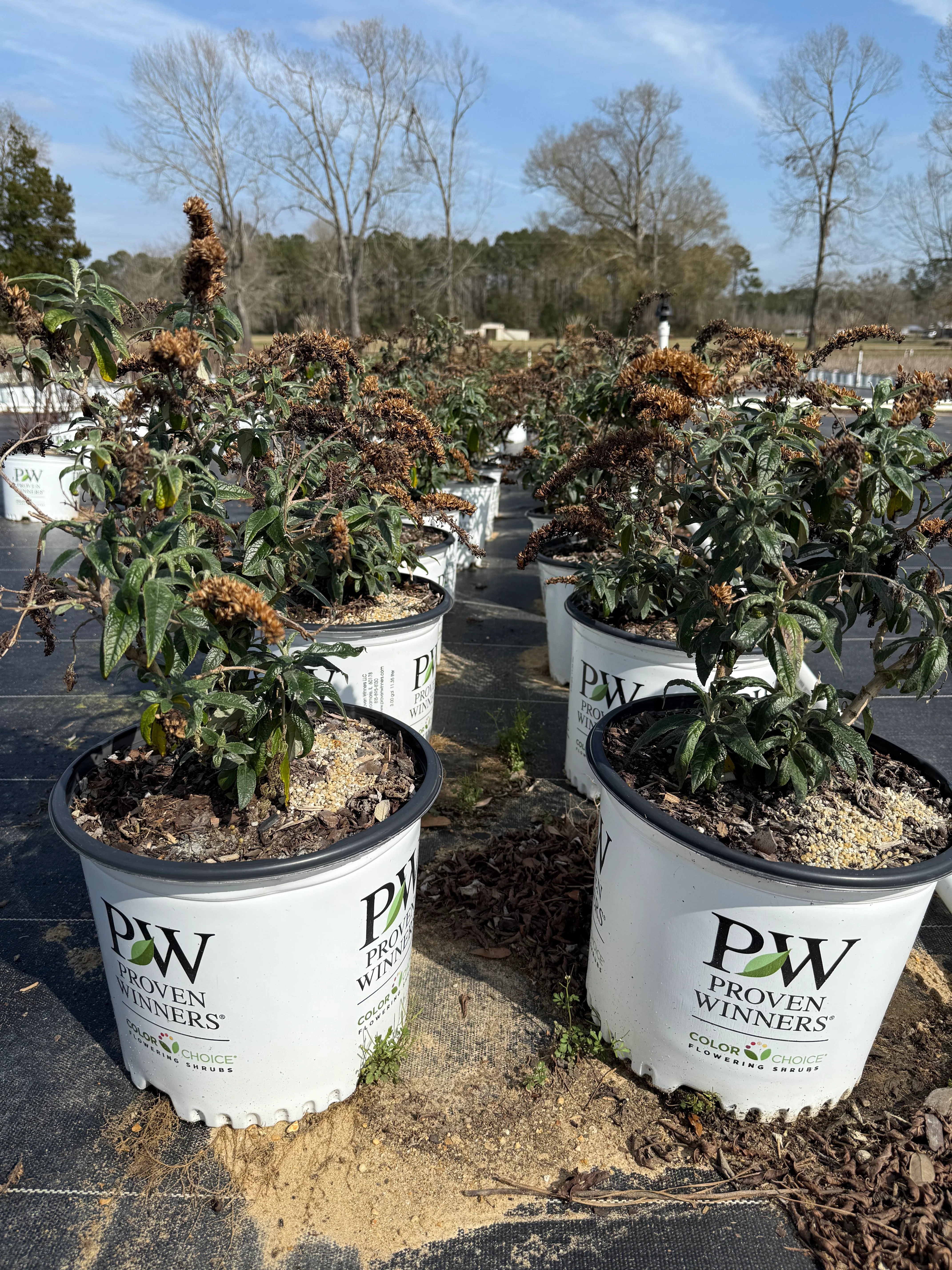 Proven Winners Pugster® Amethyst Butterfly Bush - Image 9