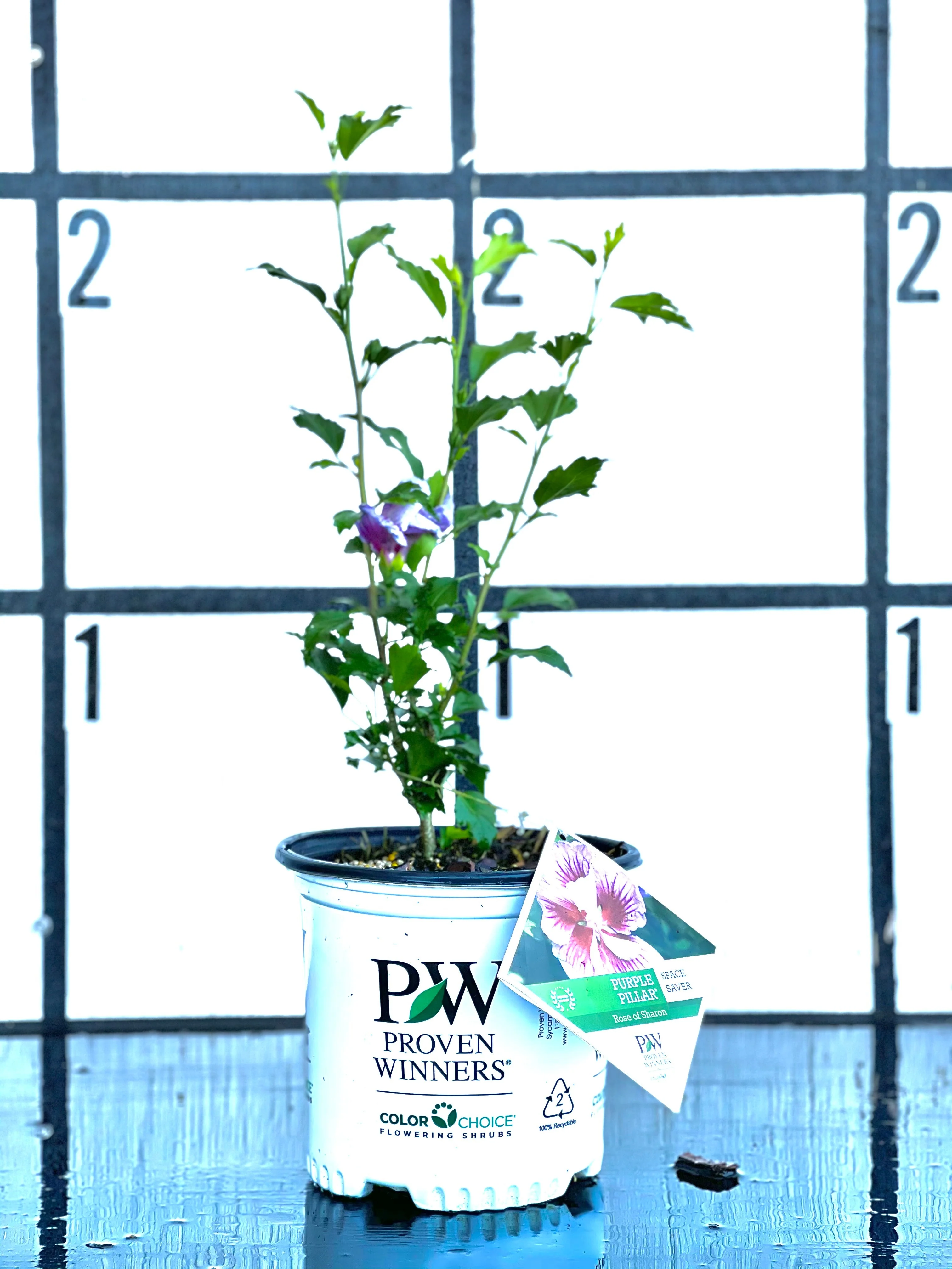 PURPLE PILLAR Rose of Sharon Proven Winner - Image 3