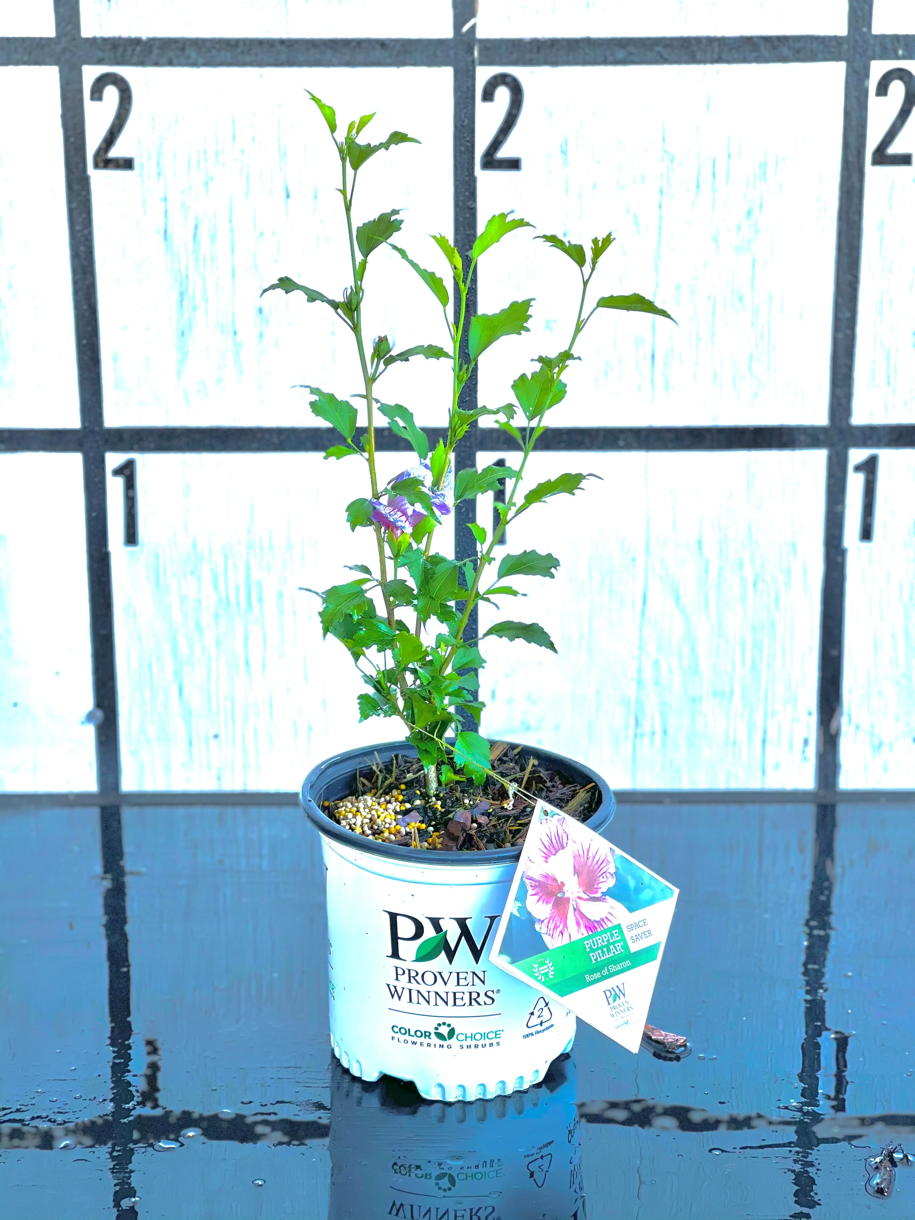 PURPLE PILLAR Rose of Sharon Proven Winner - Image 4