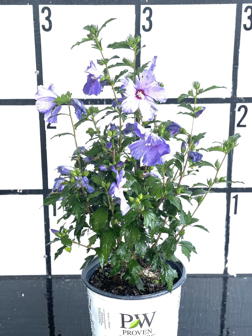 PURPLE PILLAR Rose of Sharon Proven Winner - Image 5