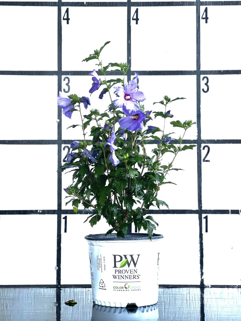 PURPLE PILLAR Rose of Sharon Proven Winner - Image 6
