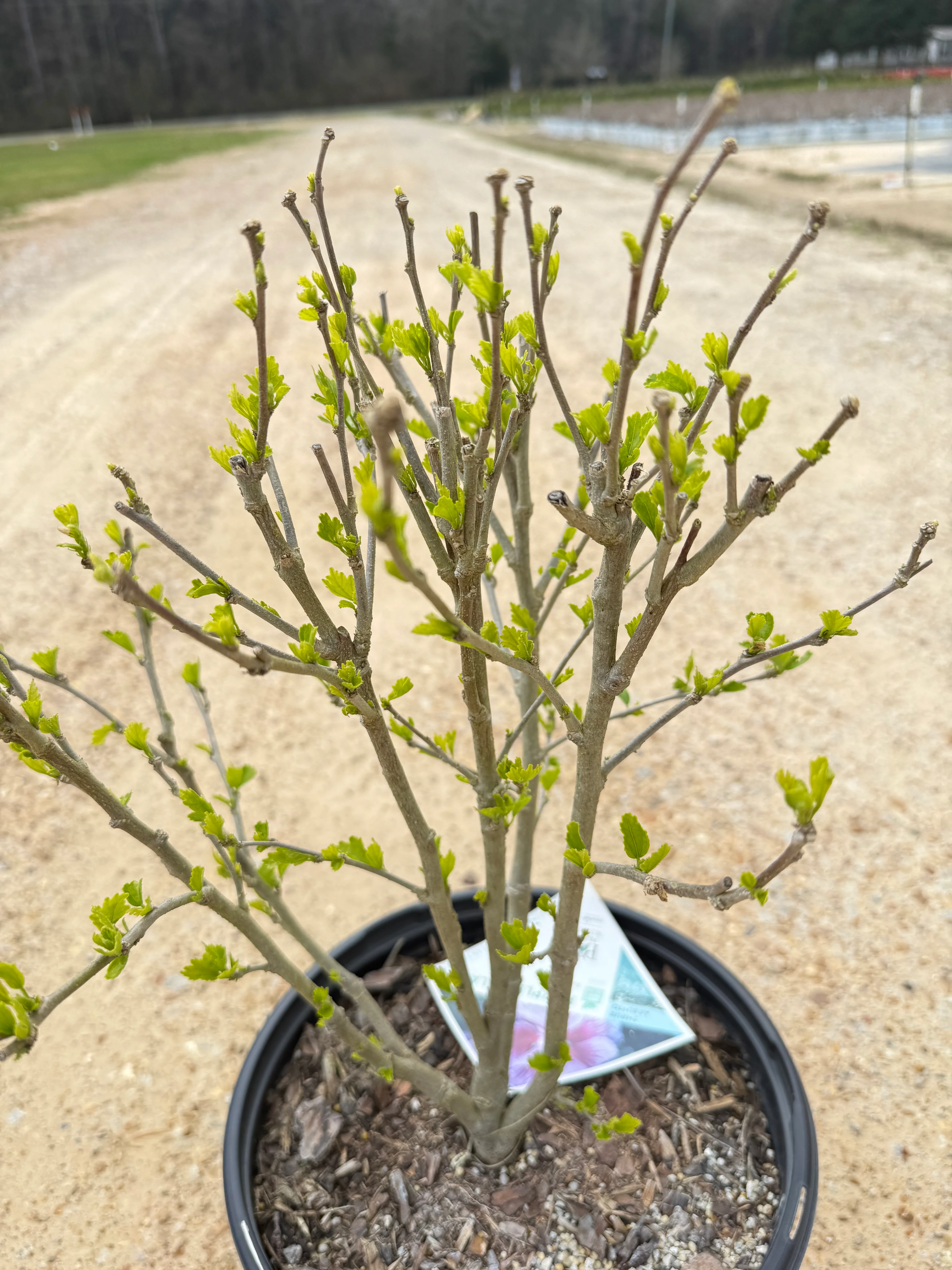 PURPLE PILLAR Rose of Sharon Proven Winner - Image 7