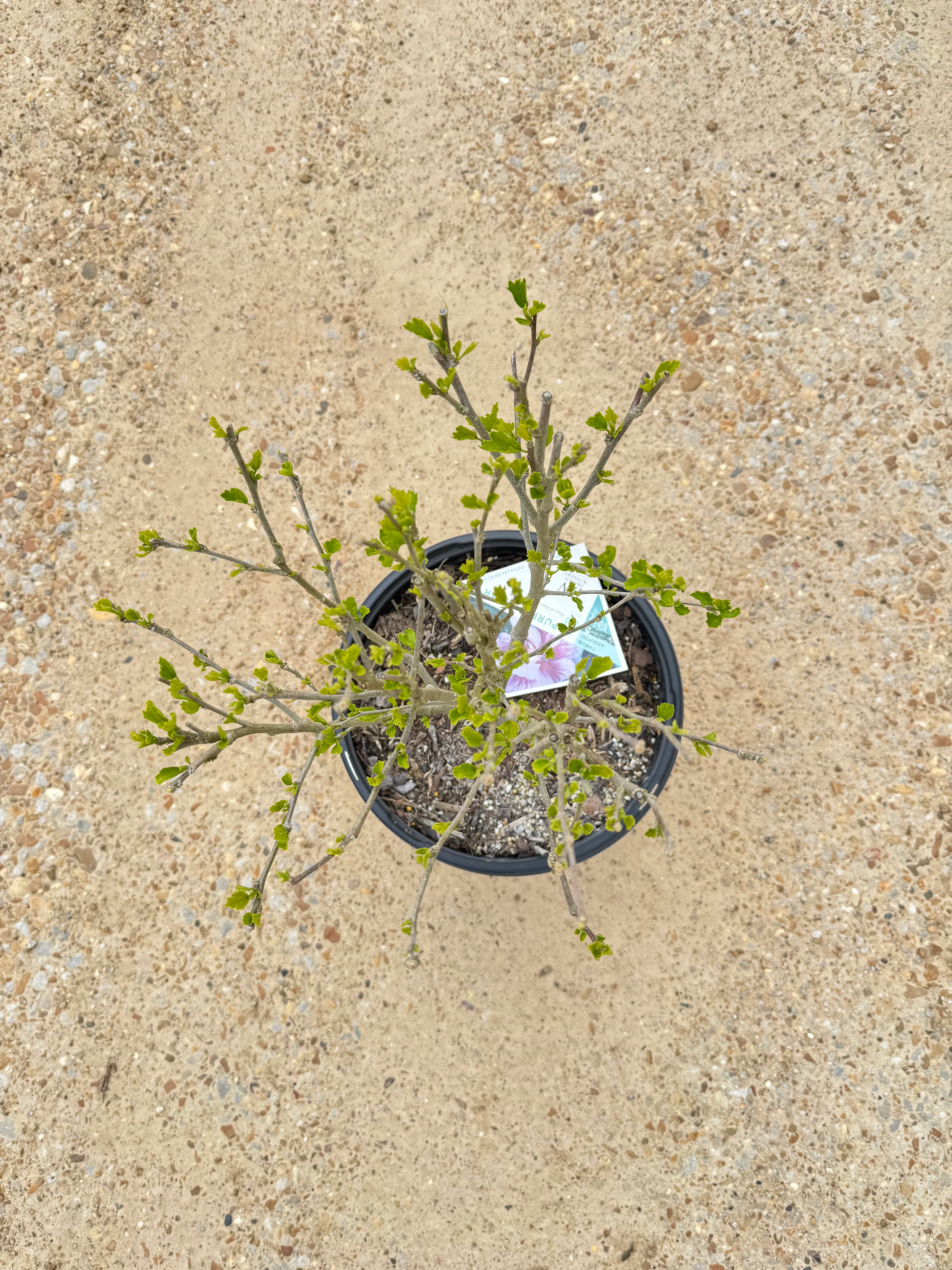 PURPLE PILLAR Rose of Sharon Proven Winner - Image 8