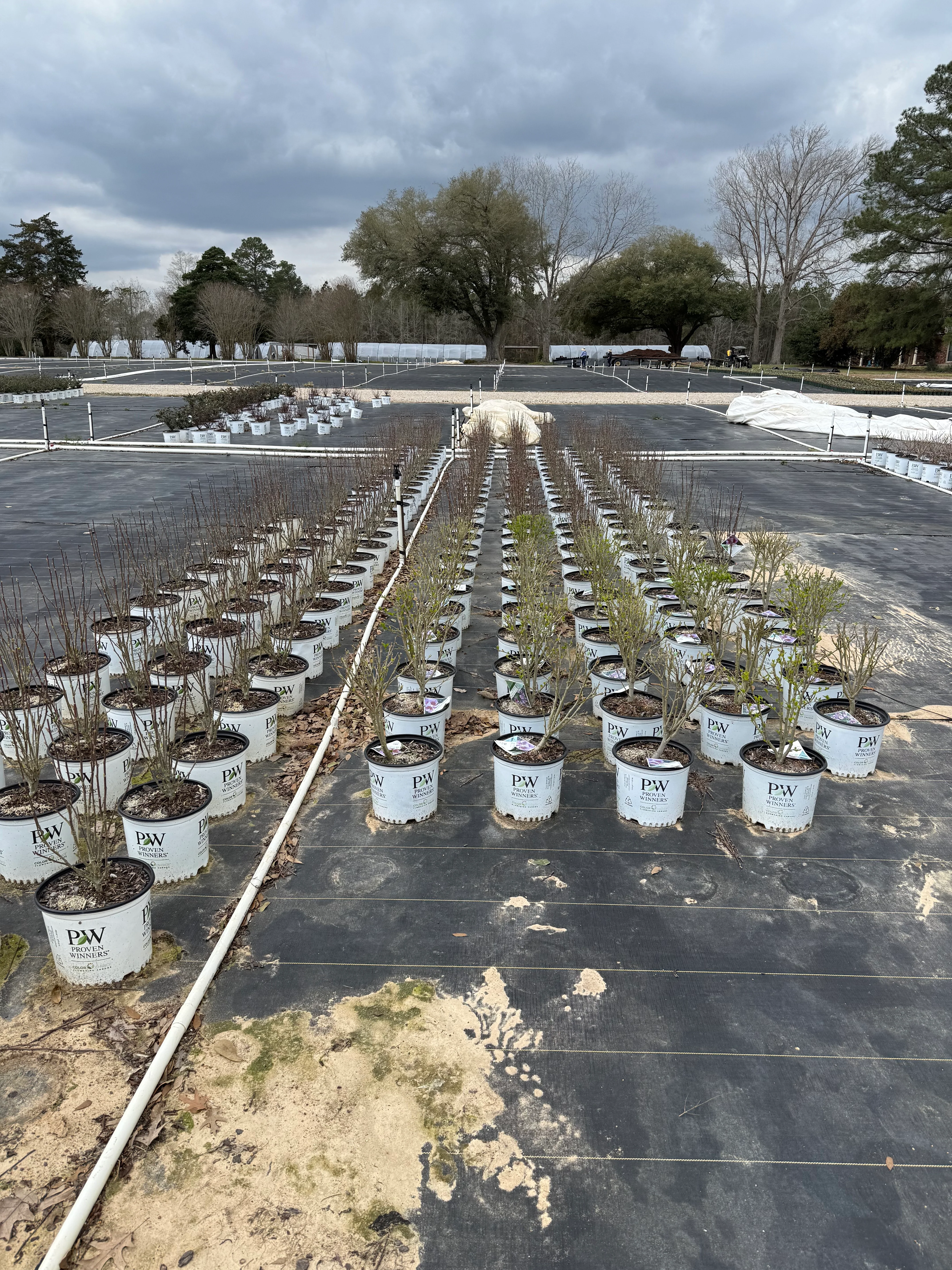 PURPLE PILLAR Rose of Sharon Proven Winner - Image 9