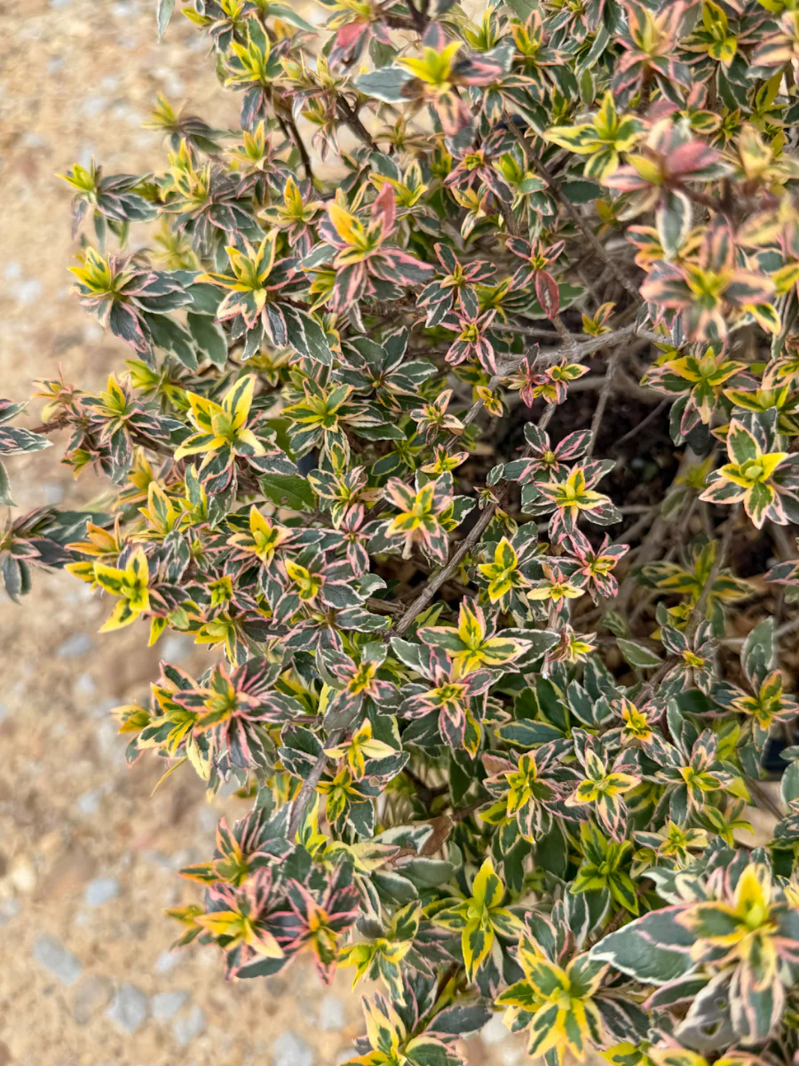 Radiance Abelia - Image 3
