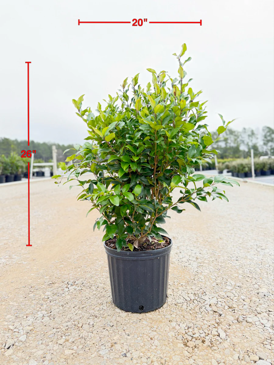 Recurve Ligustrum