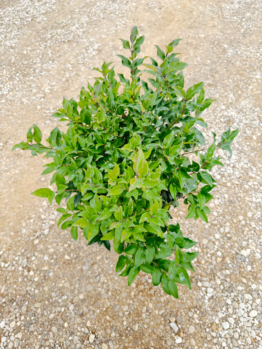 Recurve Ligustrum - Image 2