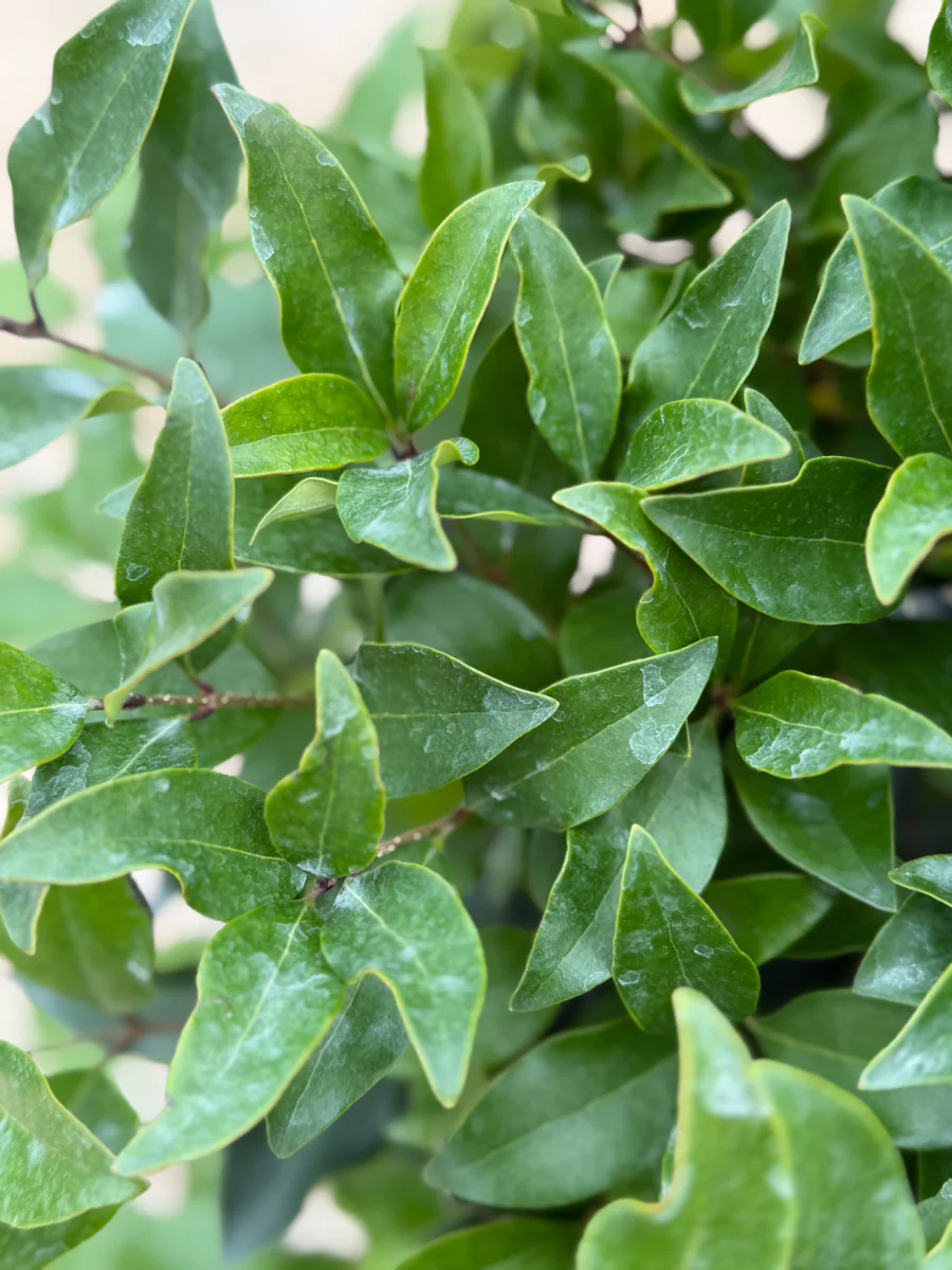 Recurve Ligustrum - Image 3
