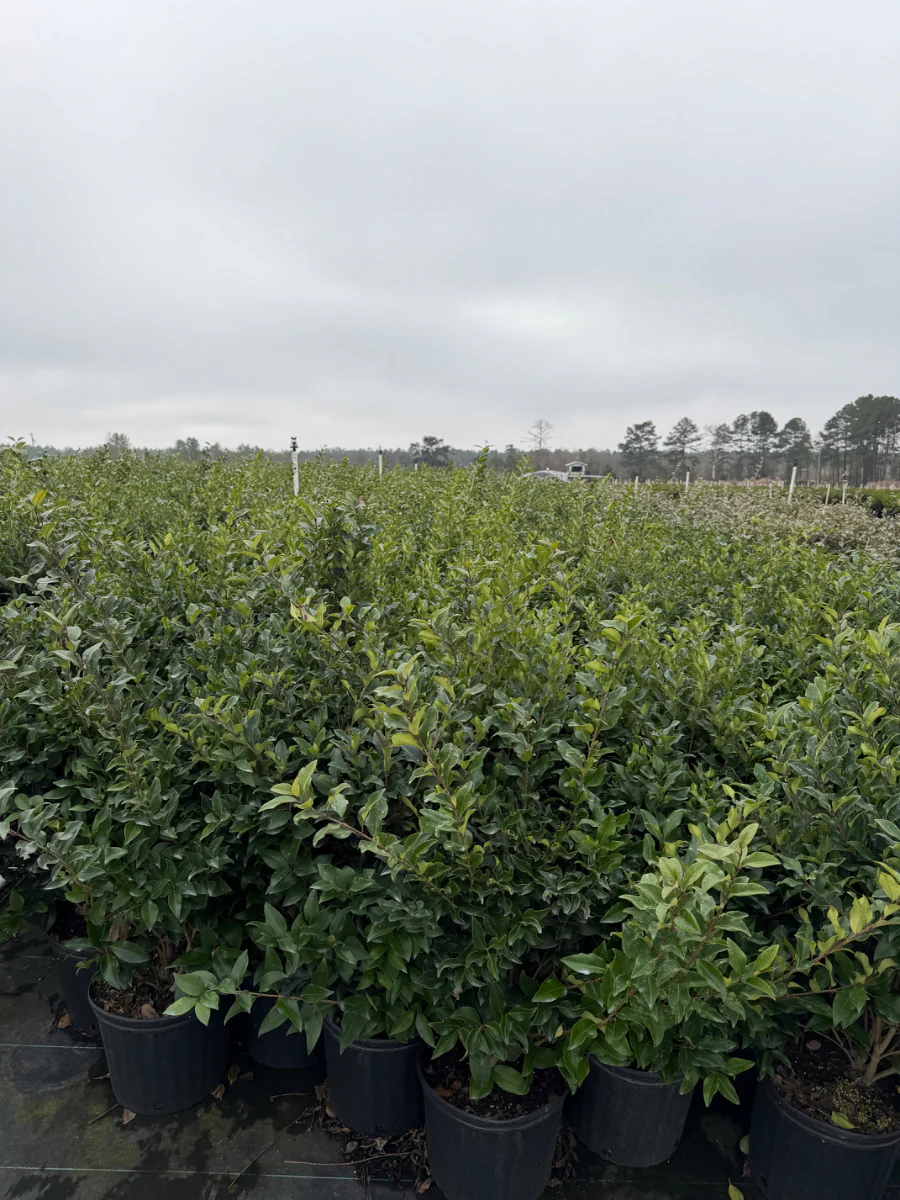 Recurve Ligustrum - Image 4