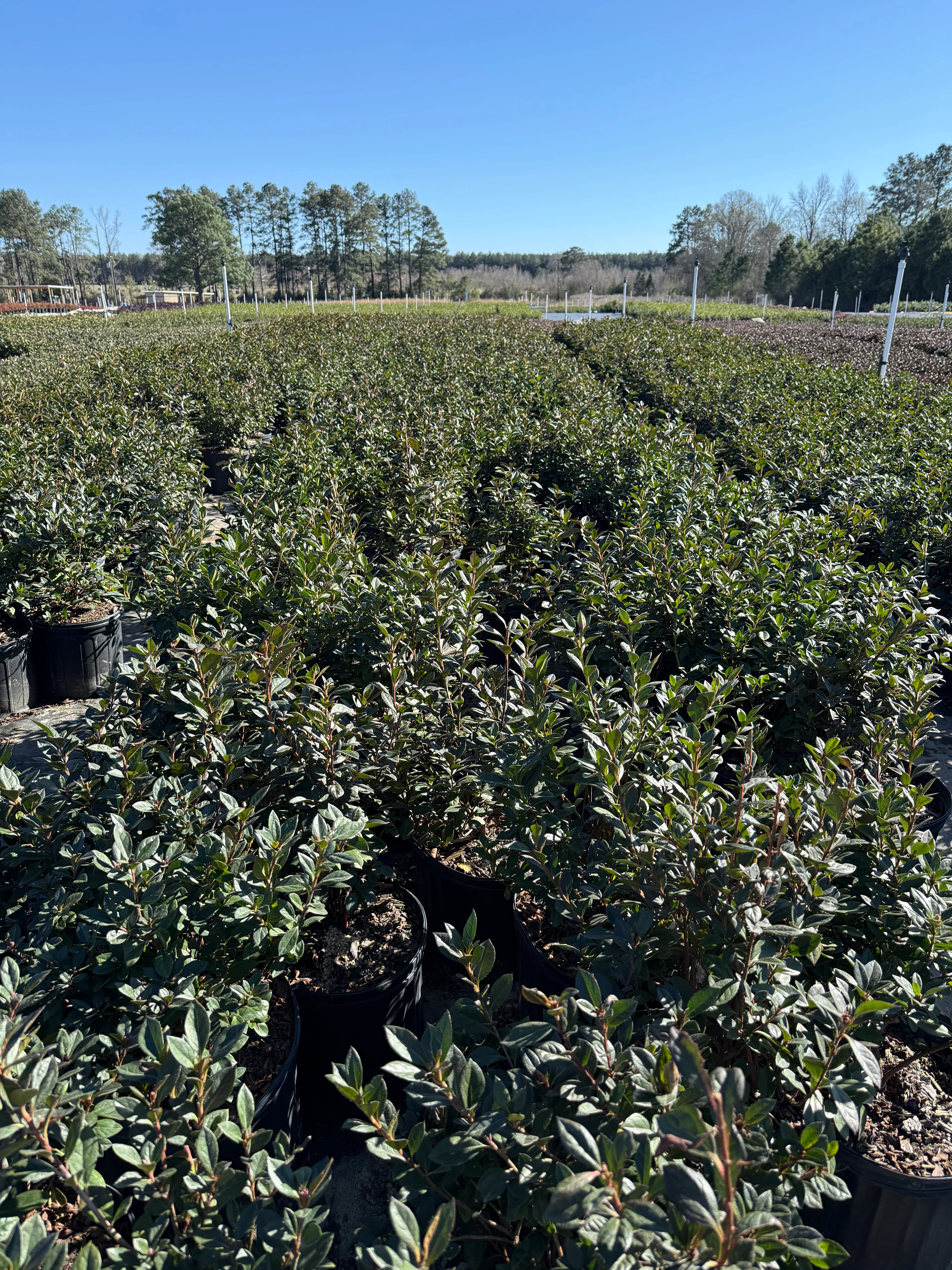 Red Formosa Azalea - Image 10