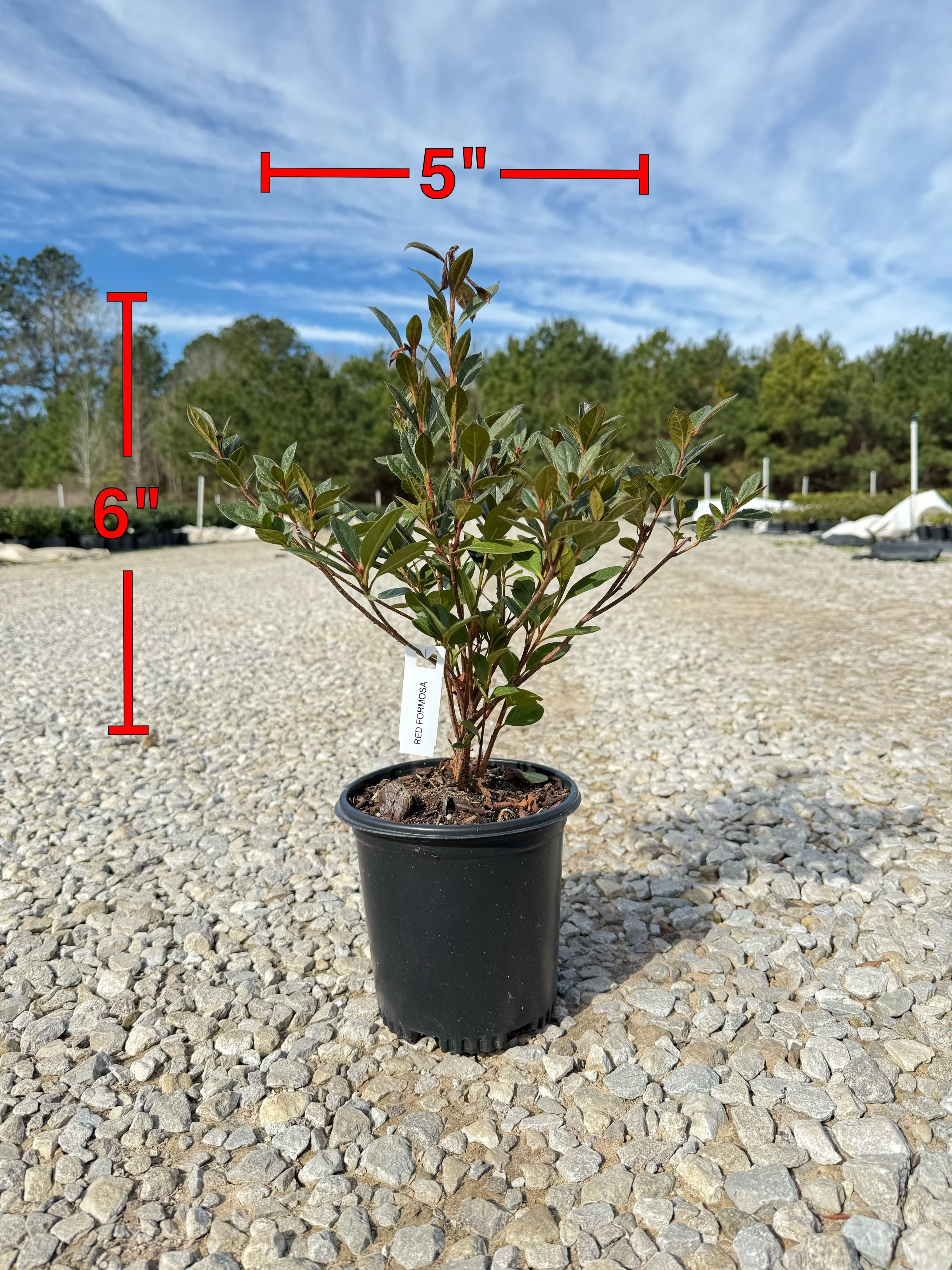 Red Formosa Azalea - Image 2