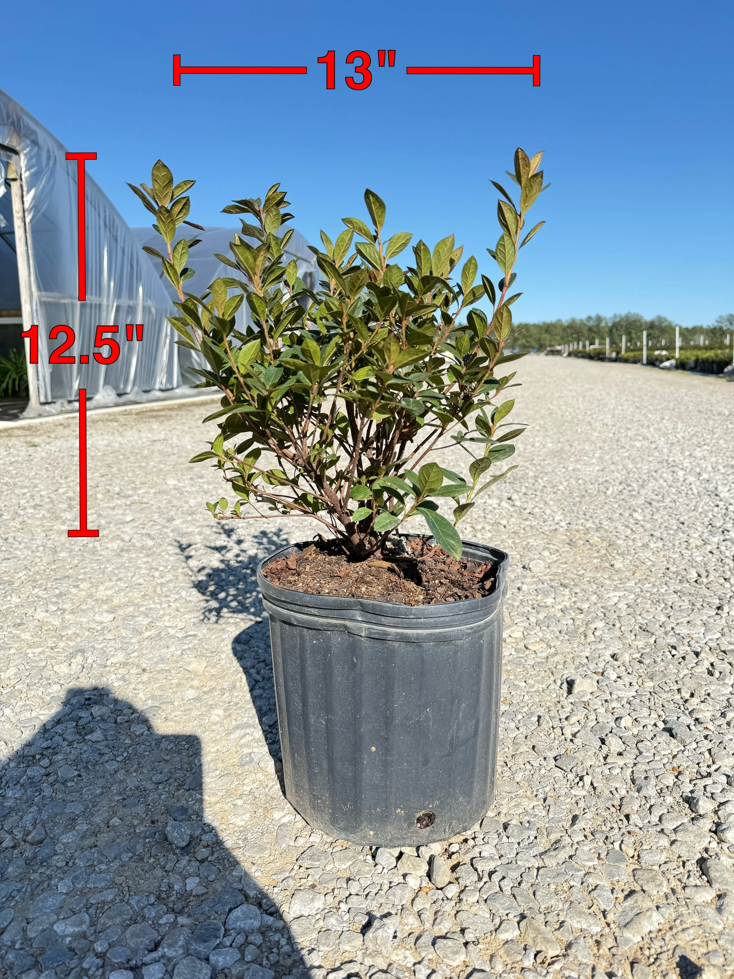 Red Formosa Azalea - Image 3