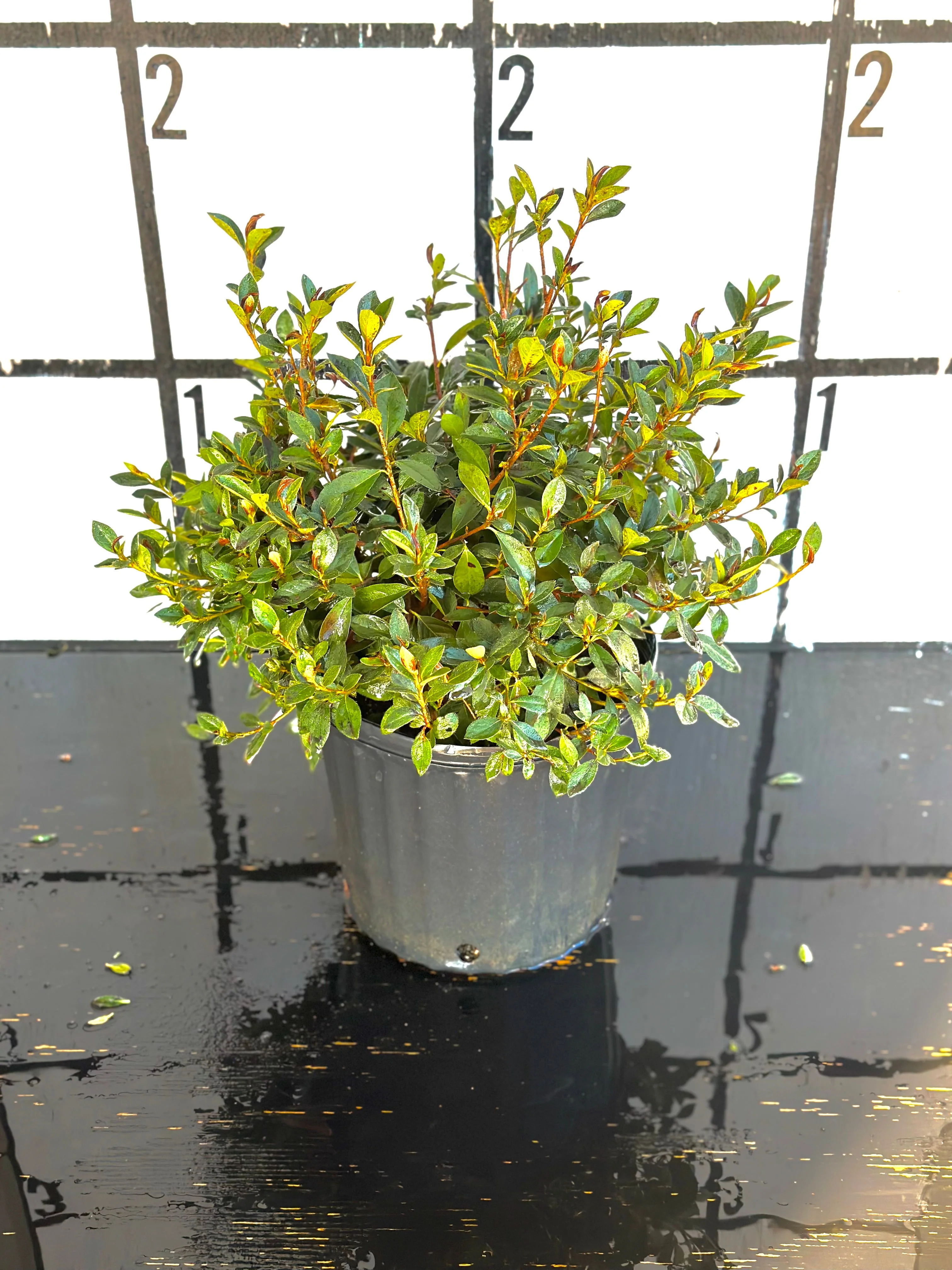 Red Formosa Azalea - Image 4
