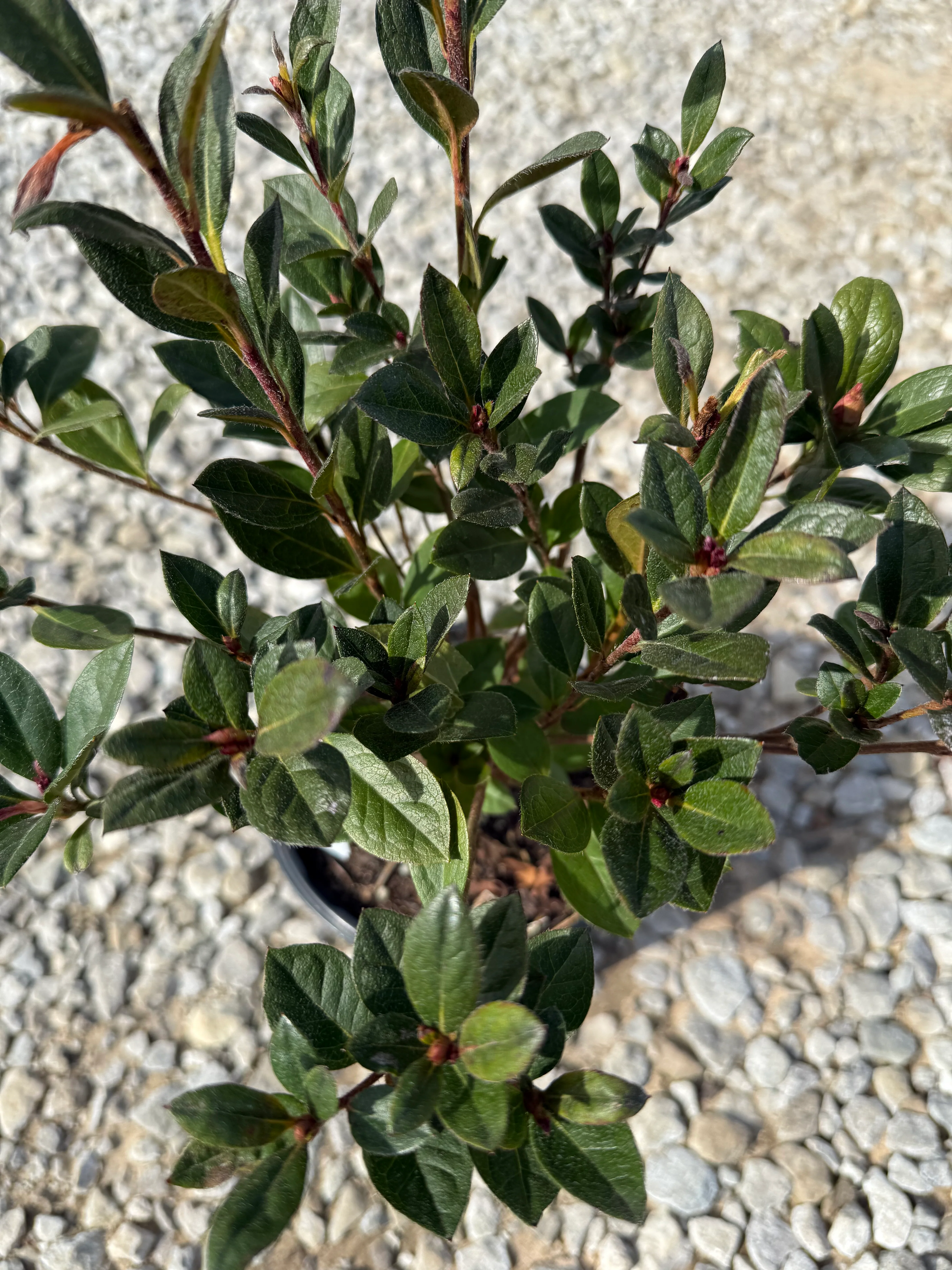 Red Formosa Azalea - Image 6