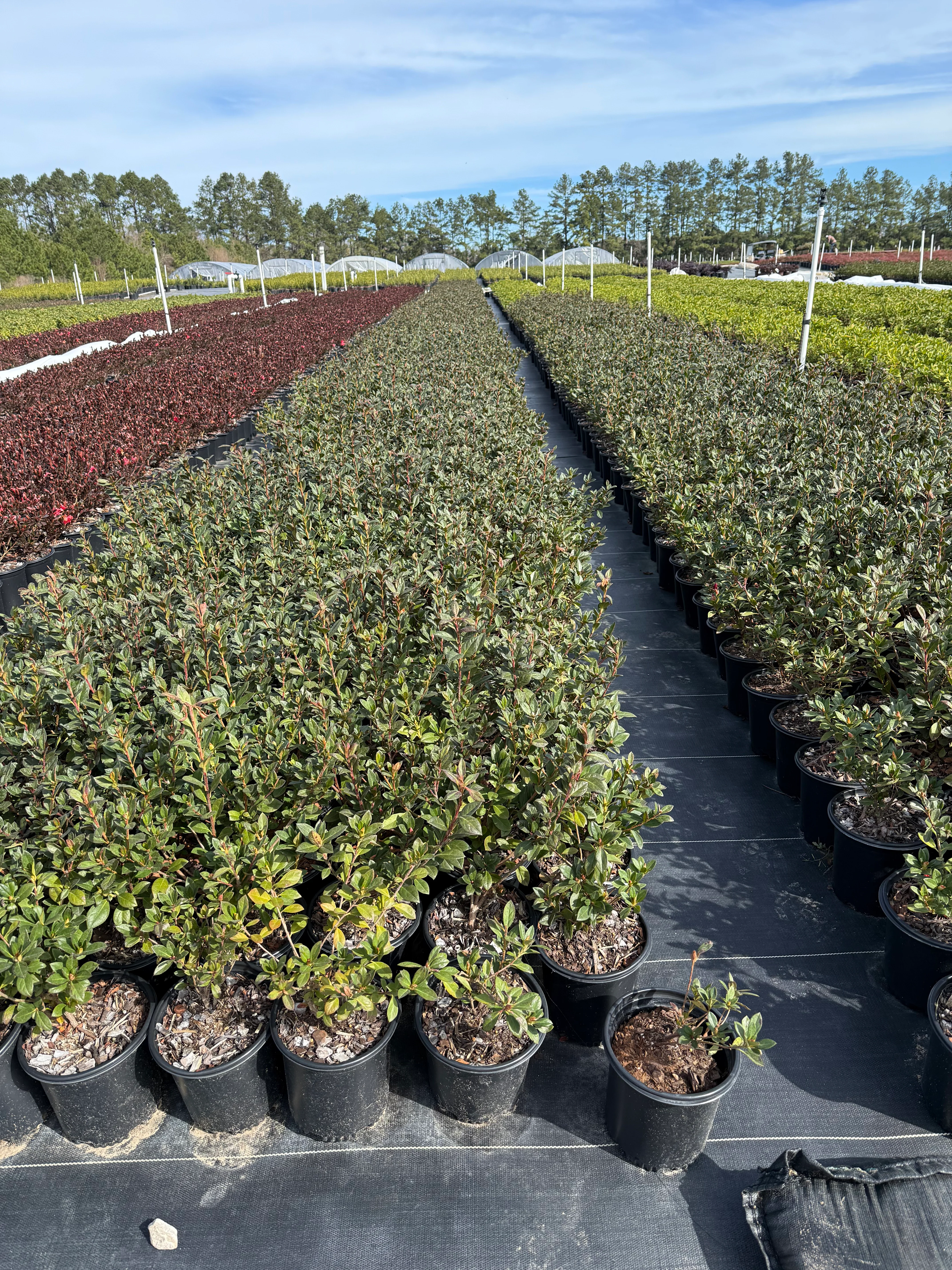 Red Formosa Azalea - Image 7