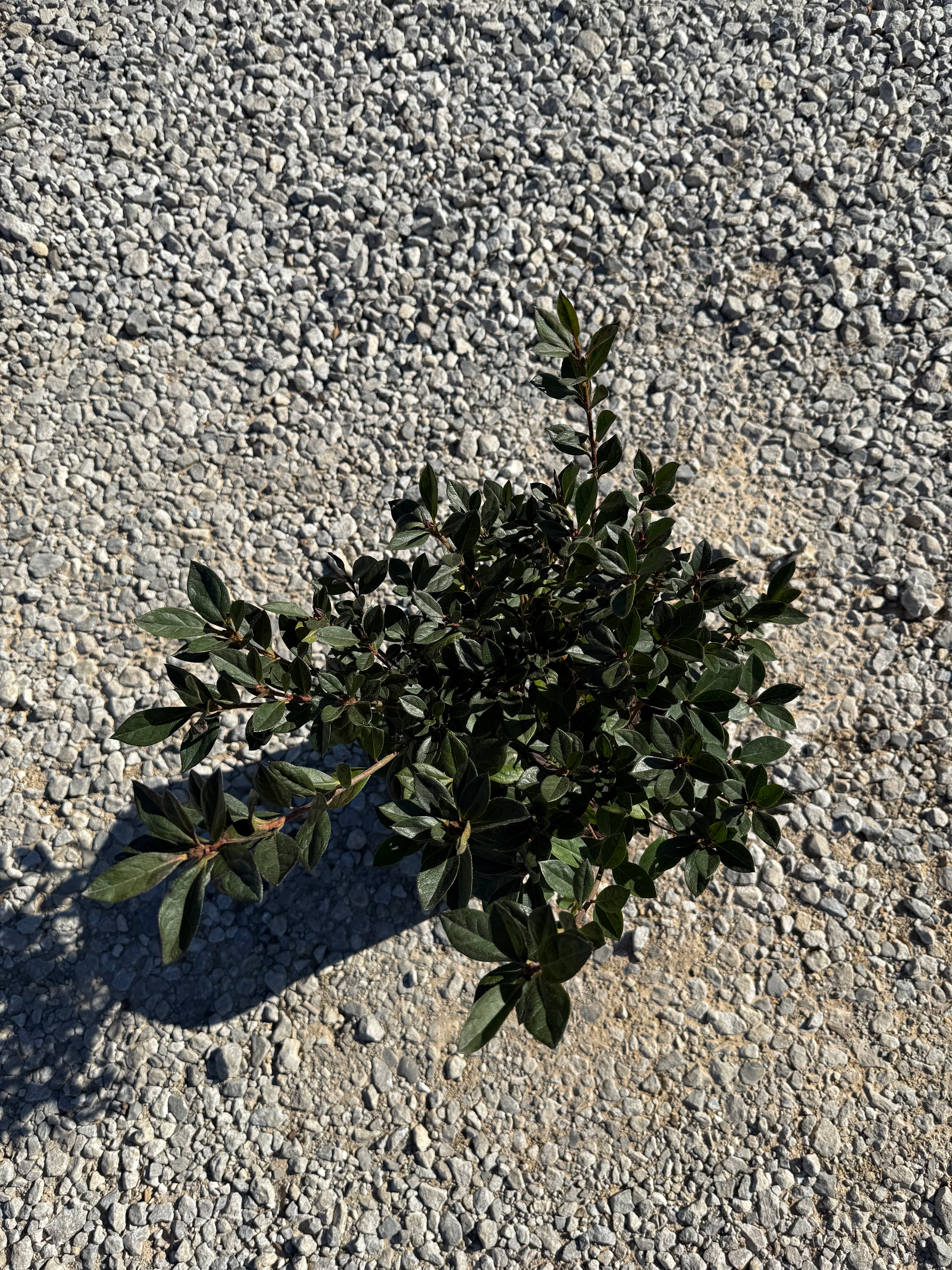 Red Formosa Azalea - Image 8