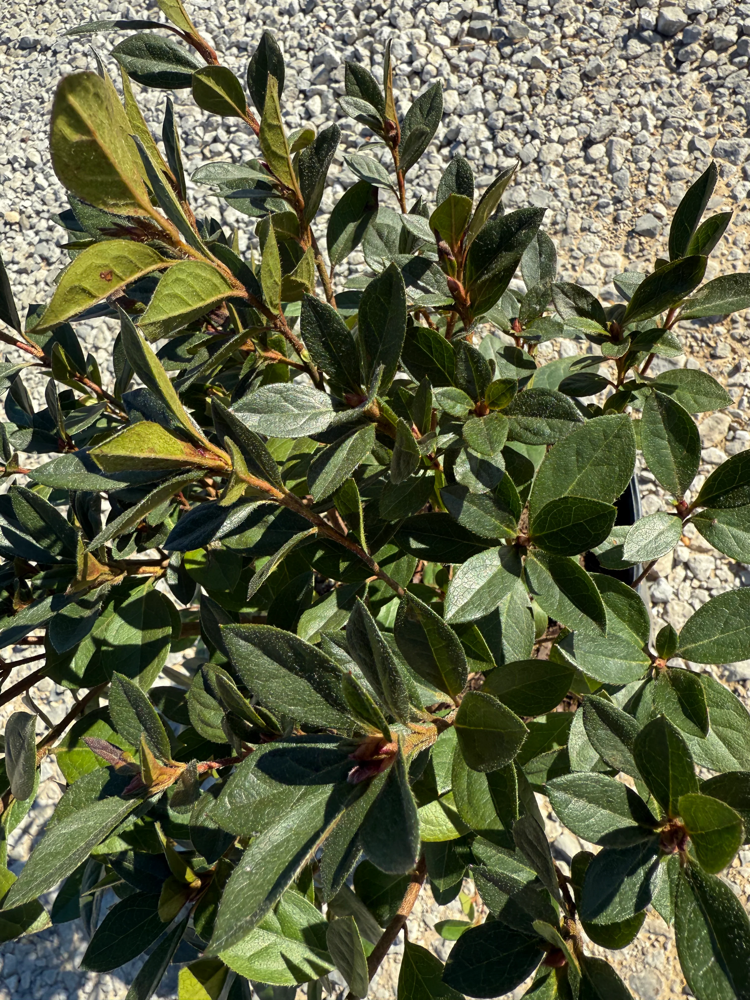 Red Formosa Azalea - Image 9