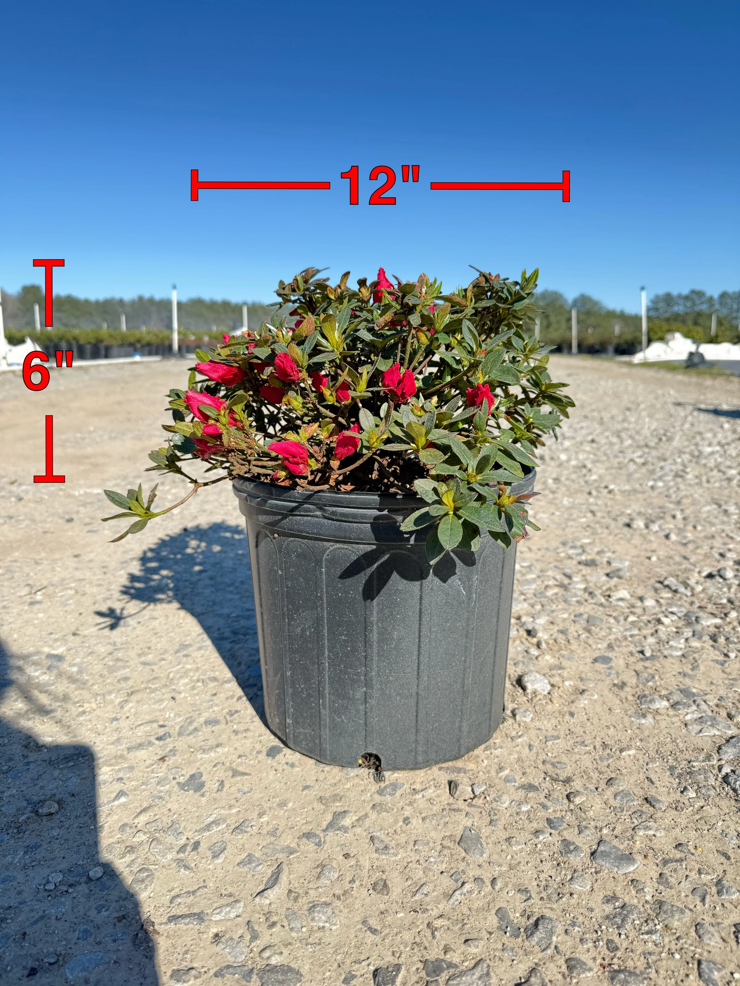 Red Ruffle Azalea - Image 2