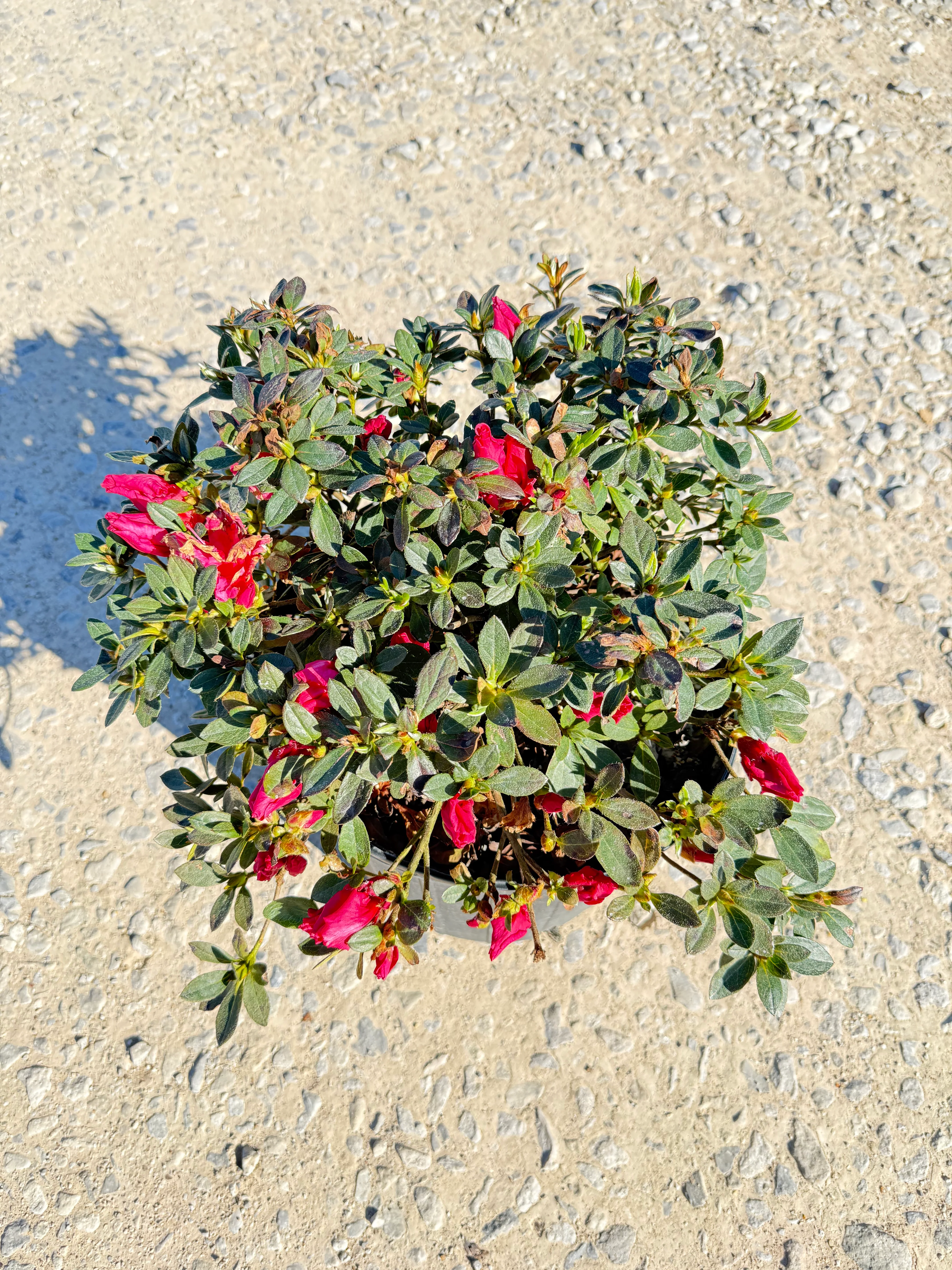 Red Ruffle Azalea - Image 3