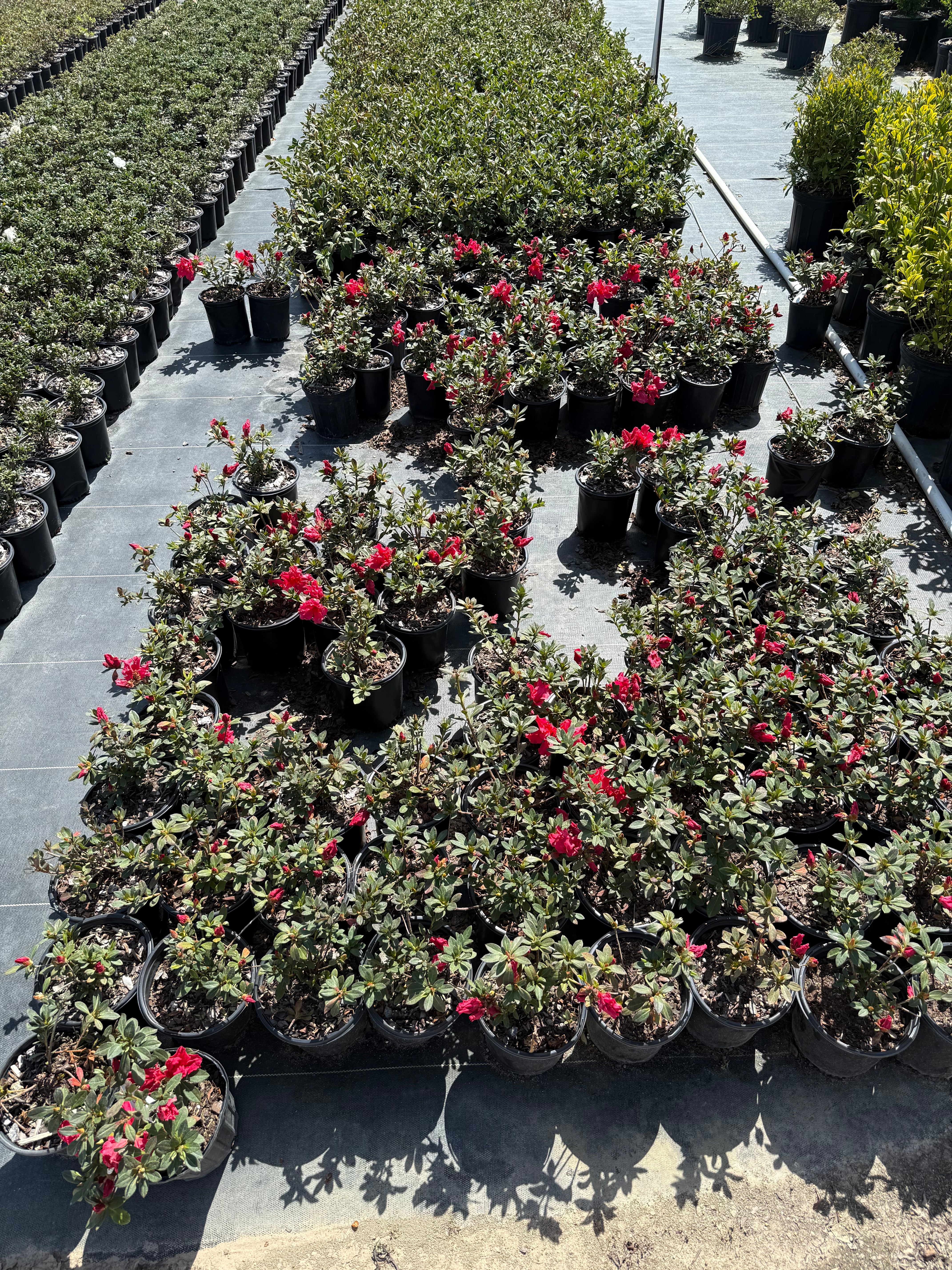 Red Ruffle Azalea - Image 4