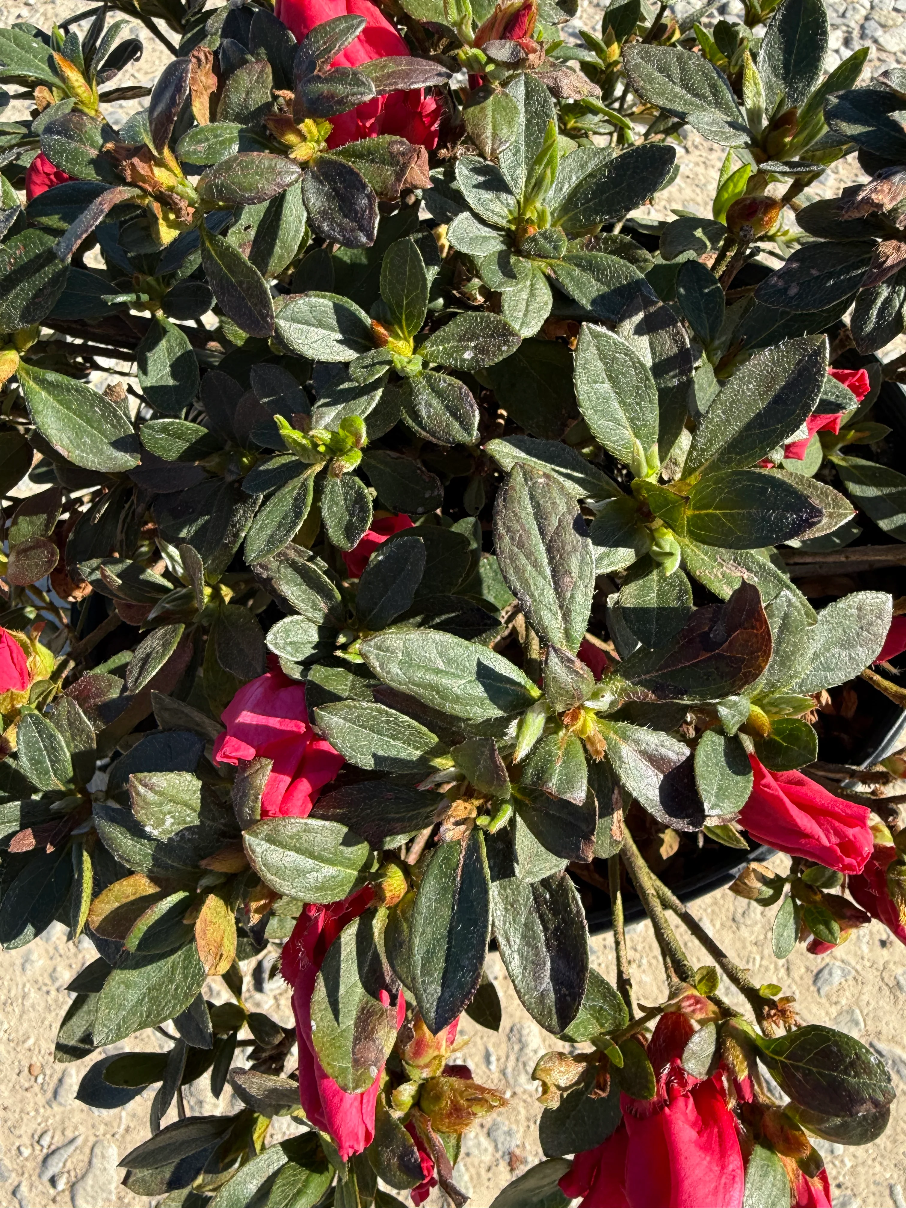 Red Ruffle Azalea - Image 5