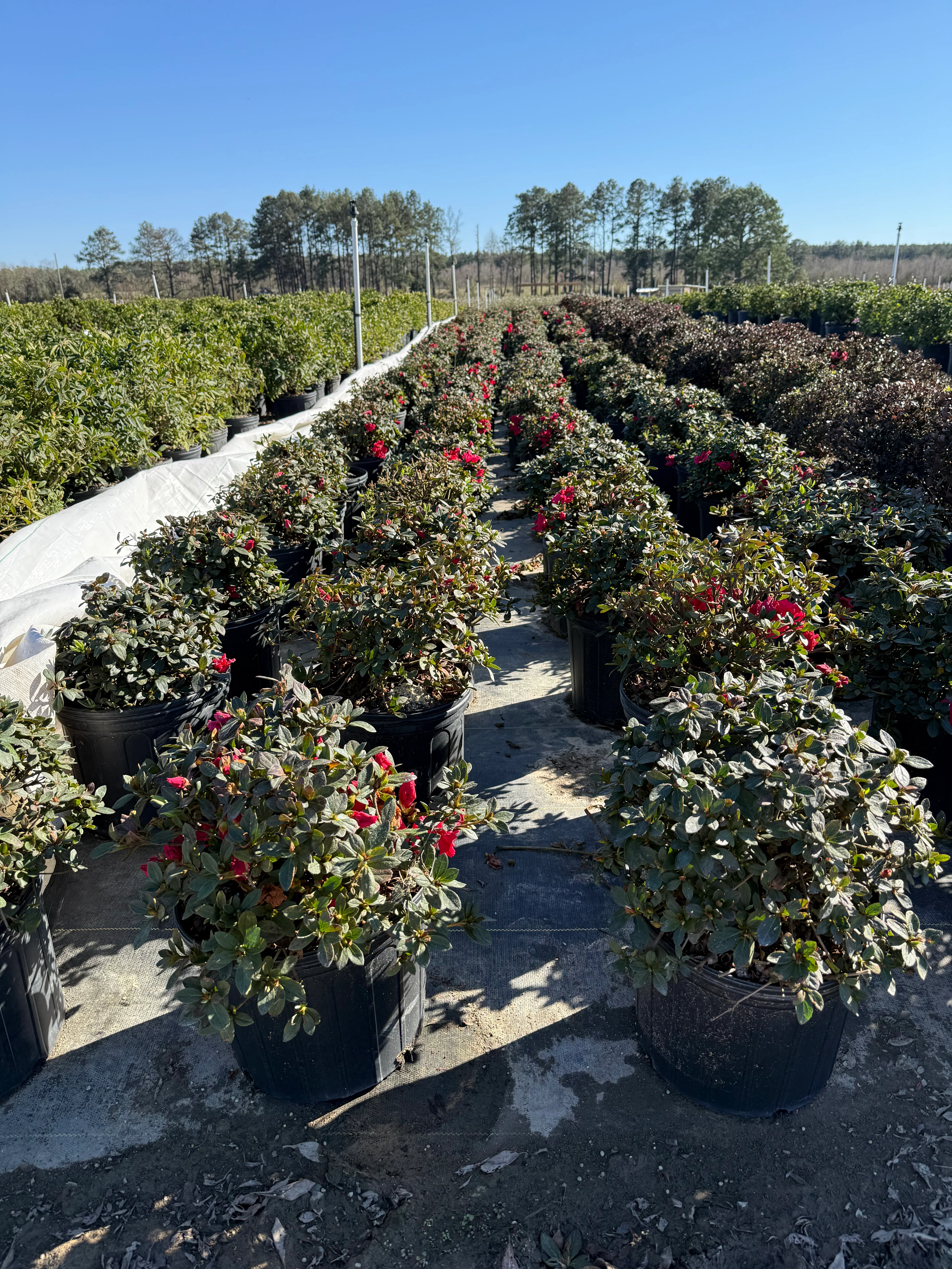 Red Ruffle Azalea - Image 6