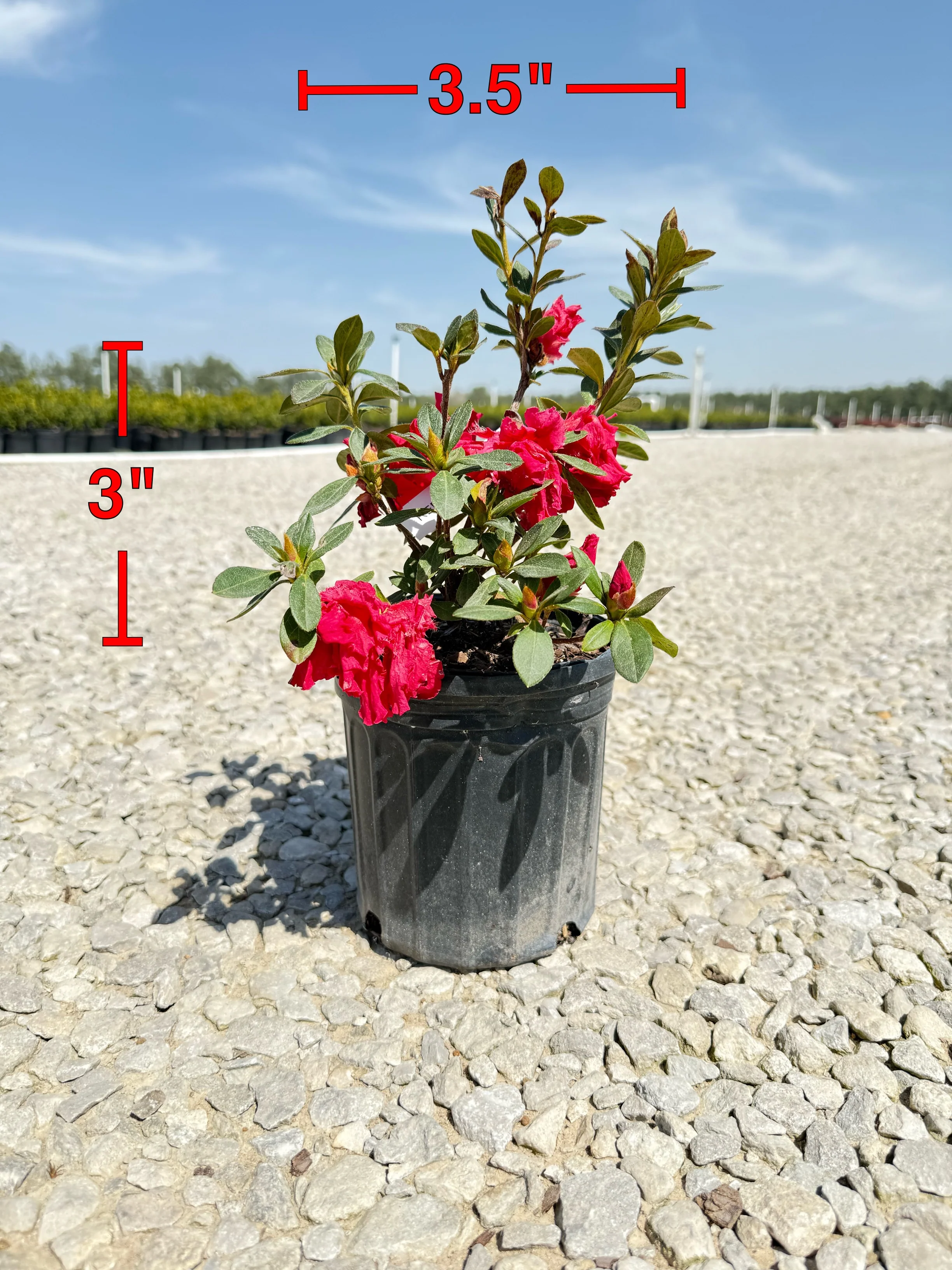 Red Ruffle Azalea - Image 7