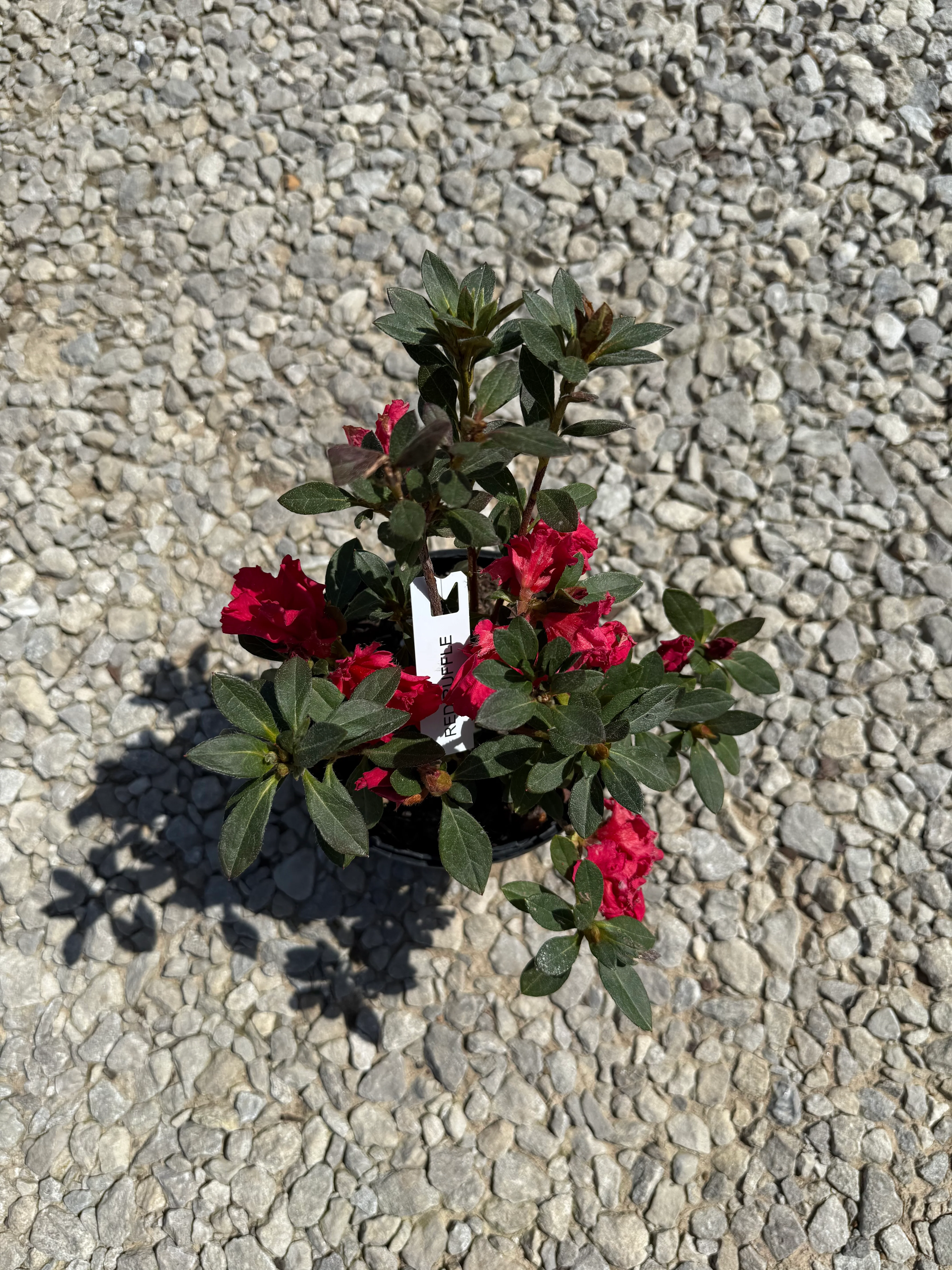 Red Ruffle Azalea - Image 8