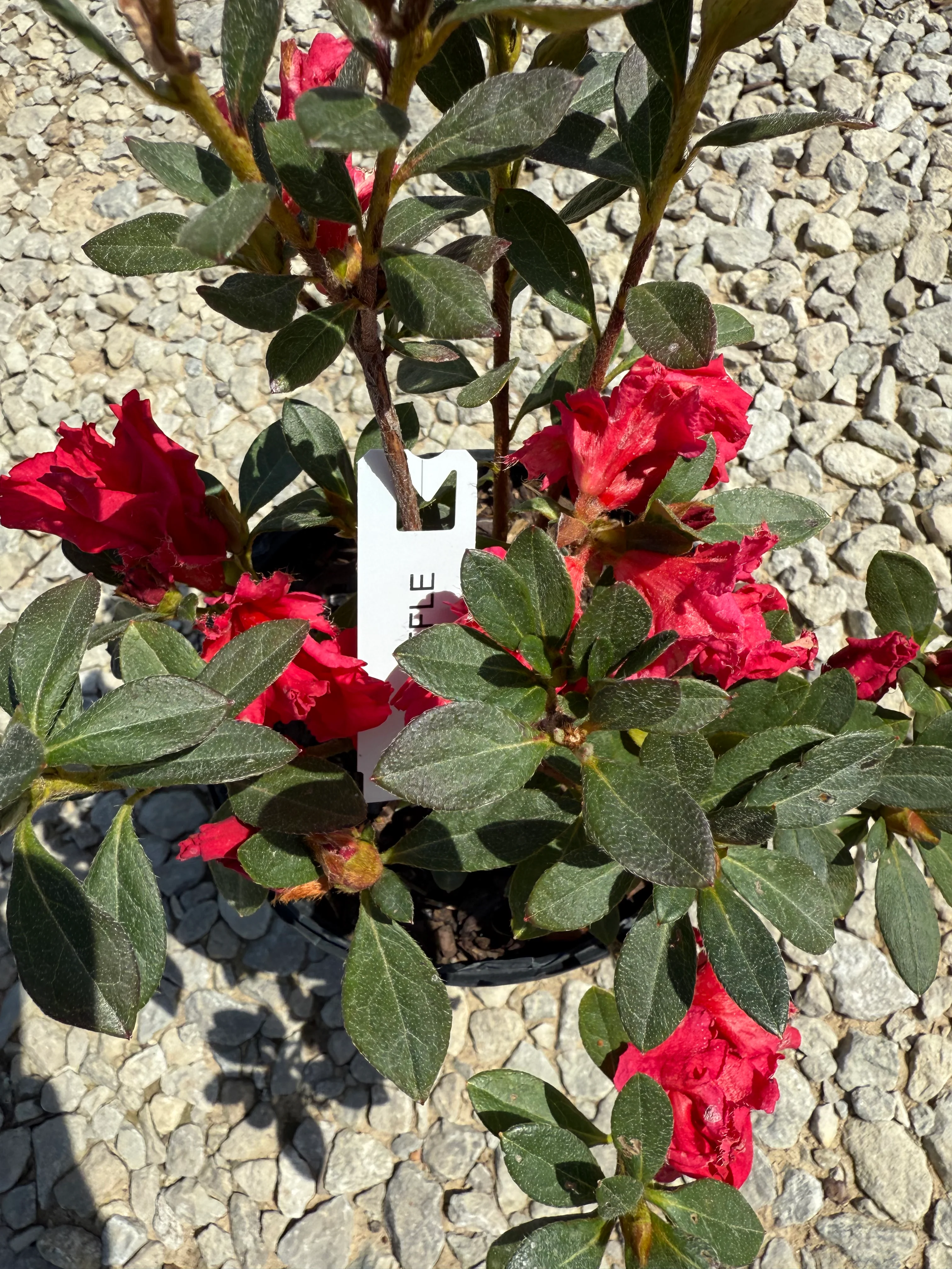 Red Ruffle Azalea - Image 9