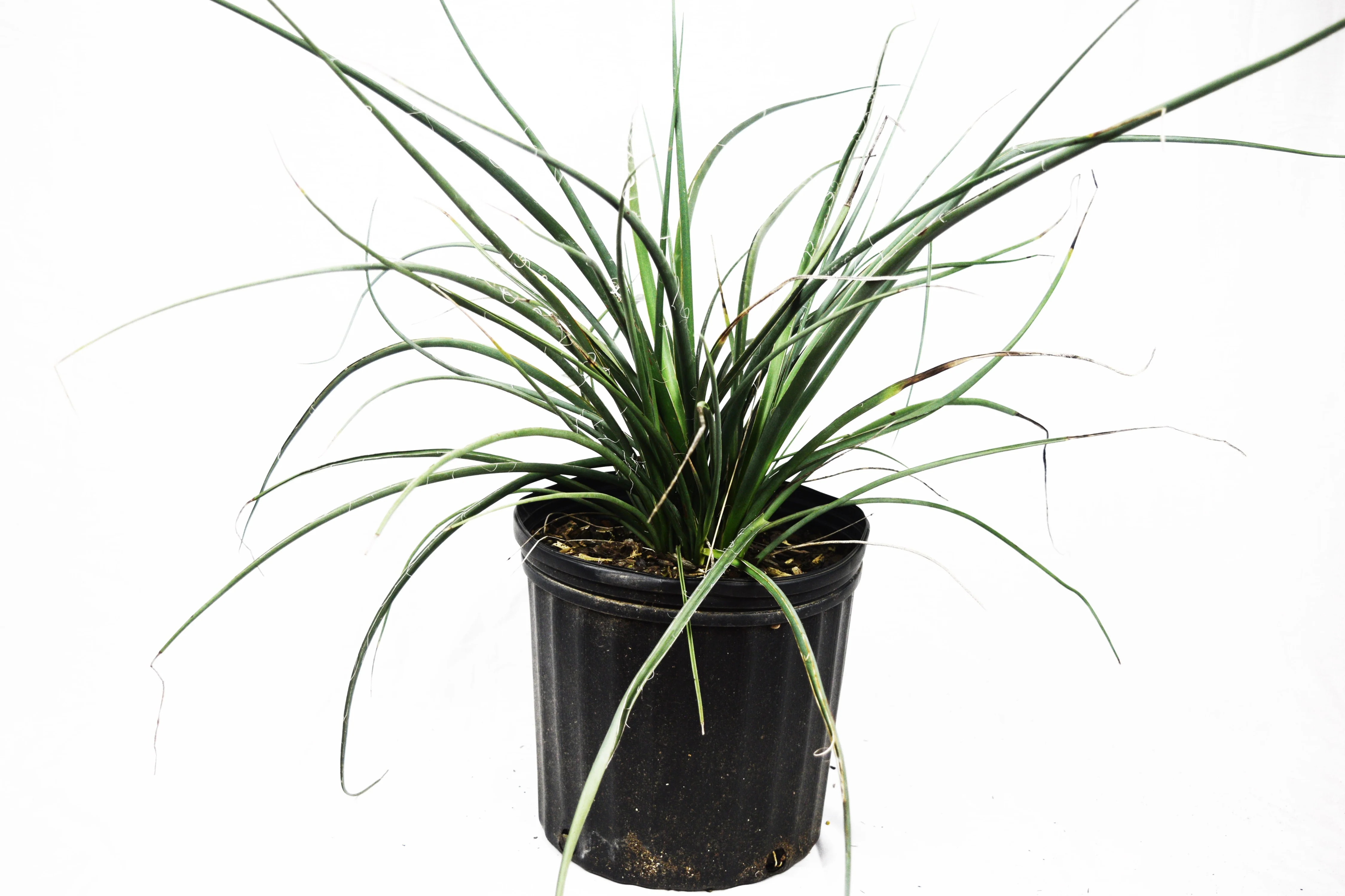 Red Yucca - Image 2