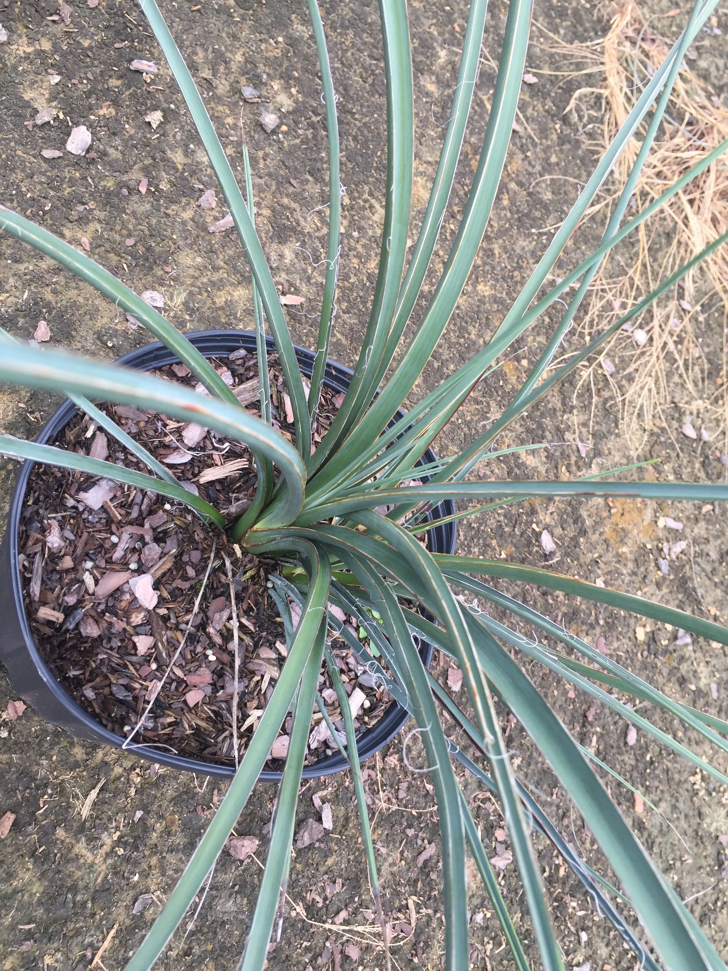 Red Yucca - Image 3