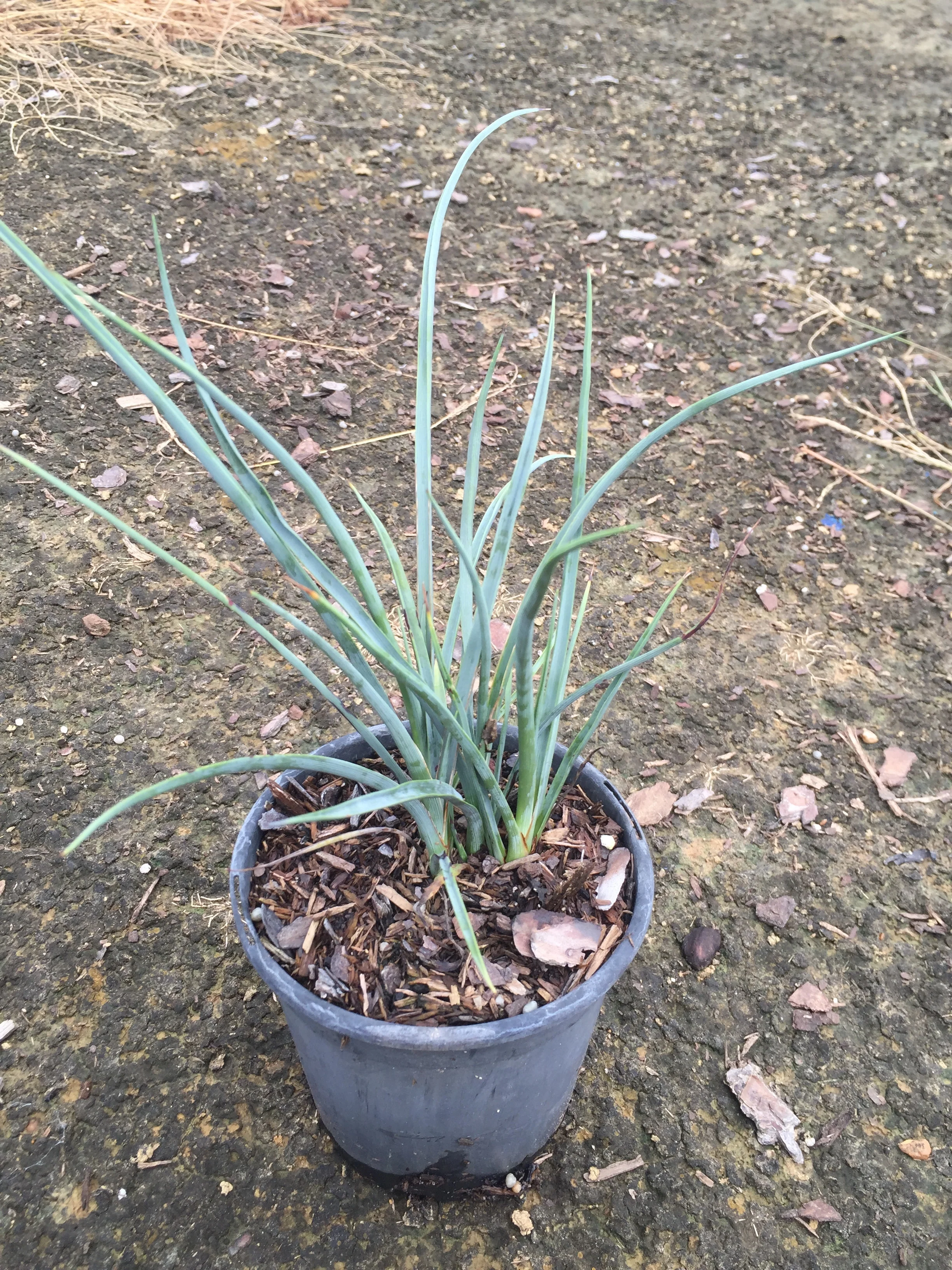 Red Yucca - Image 4
