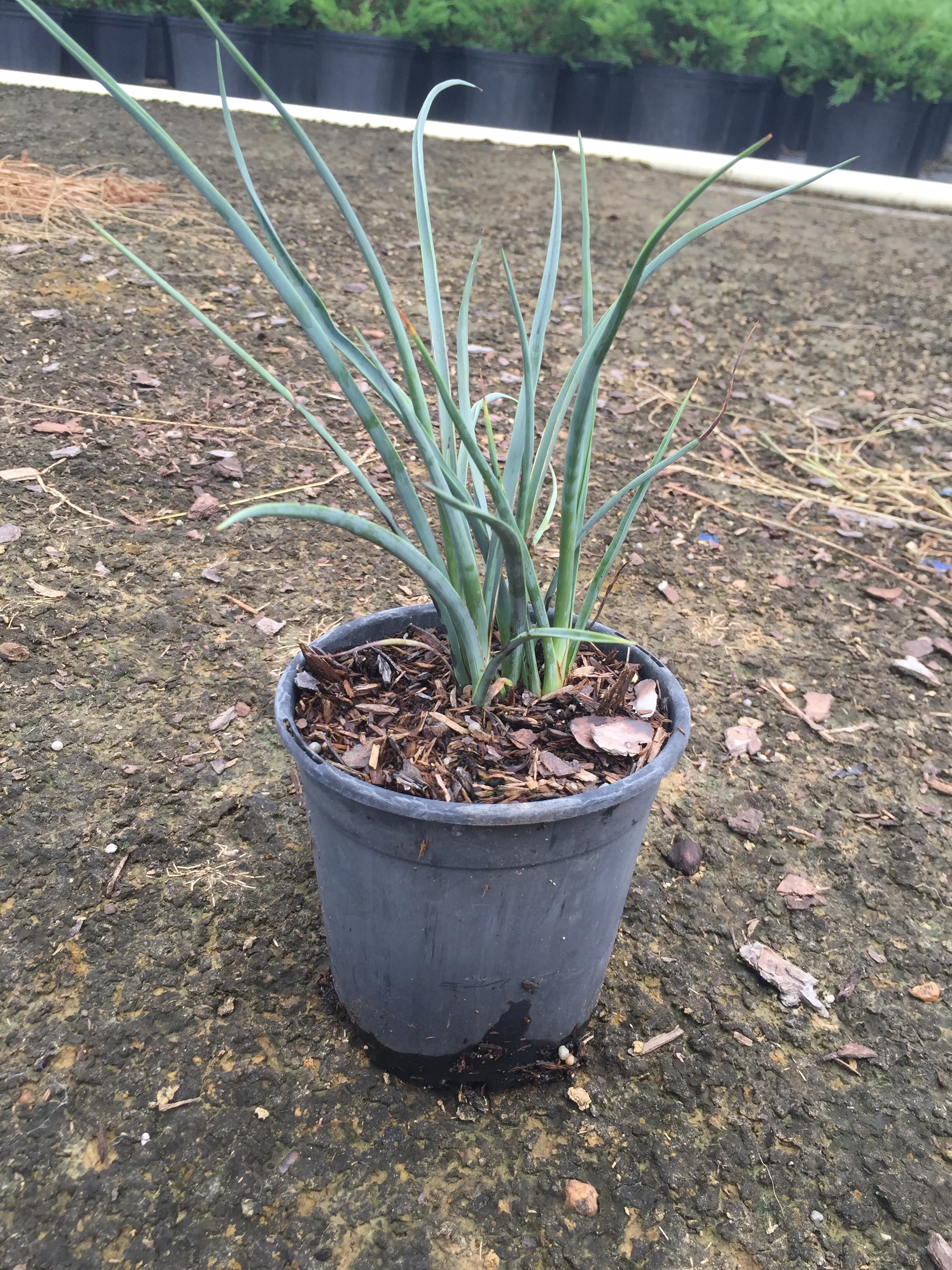 Red Yucca - Image 5