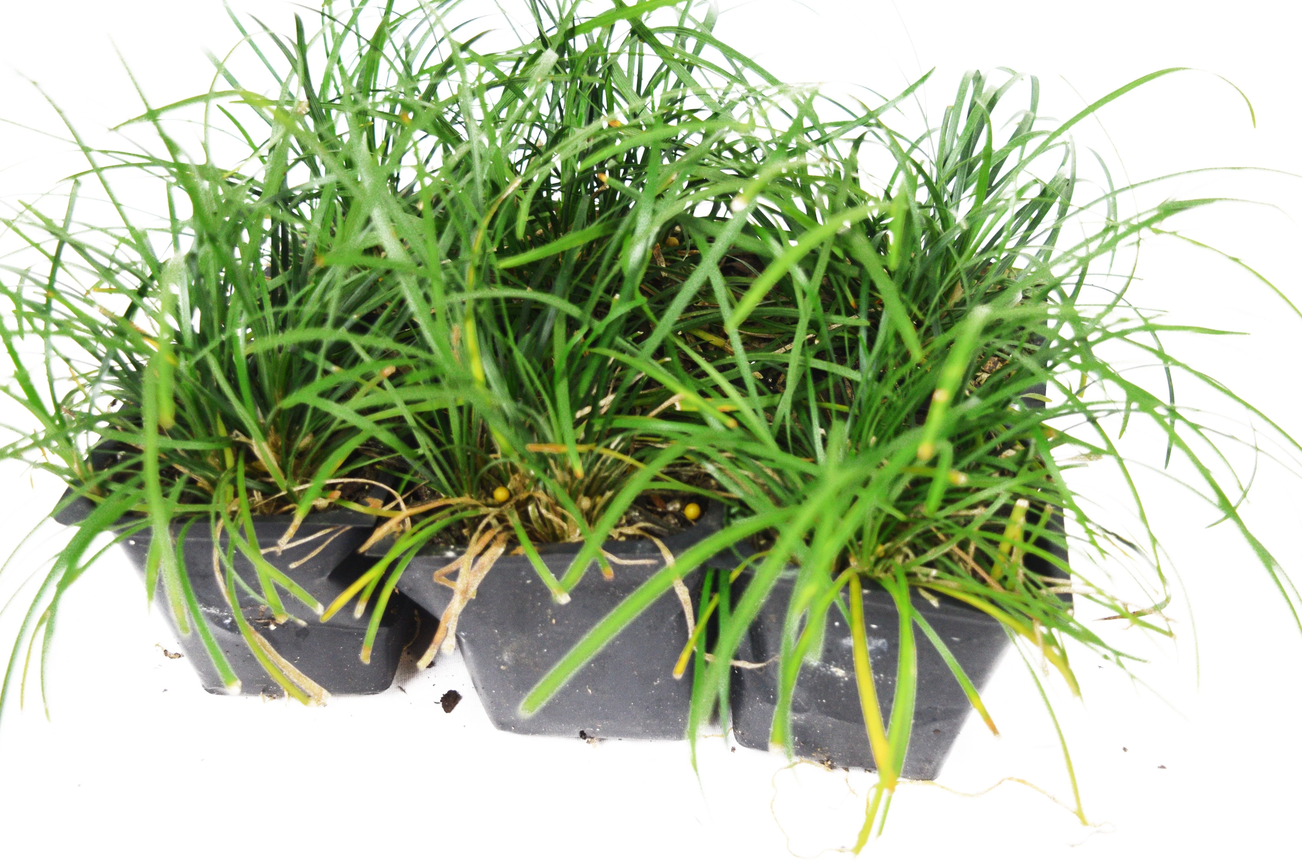 Regular Mondo Grass - Image 3