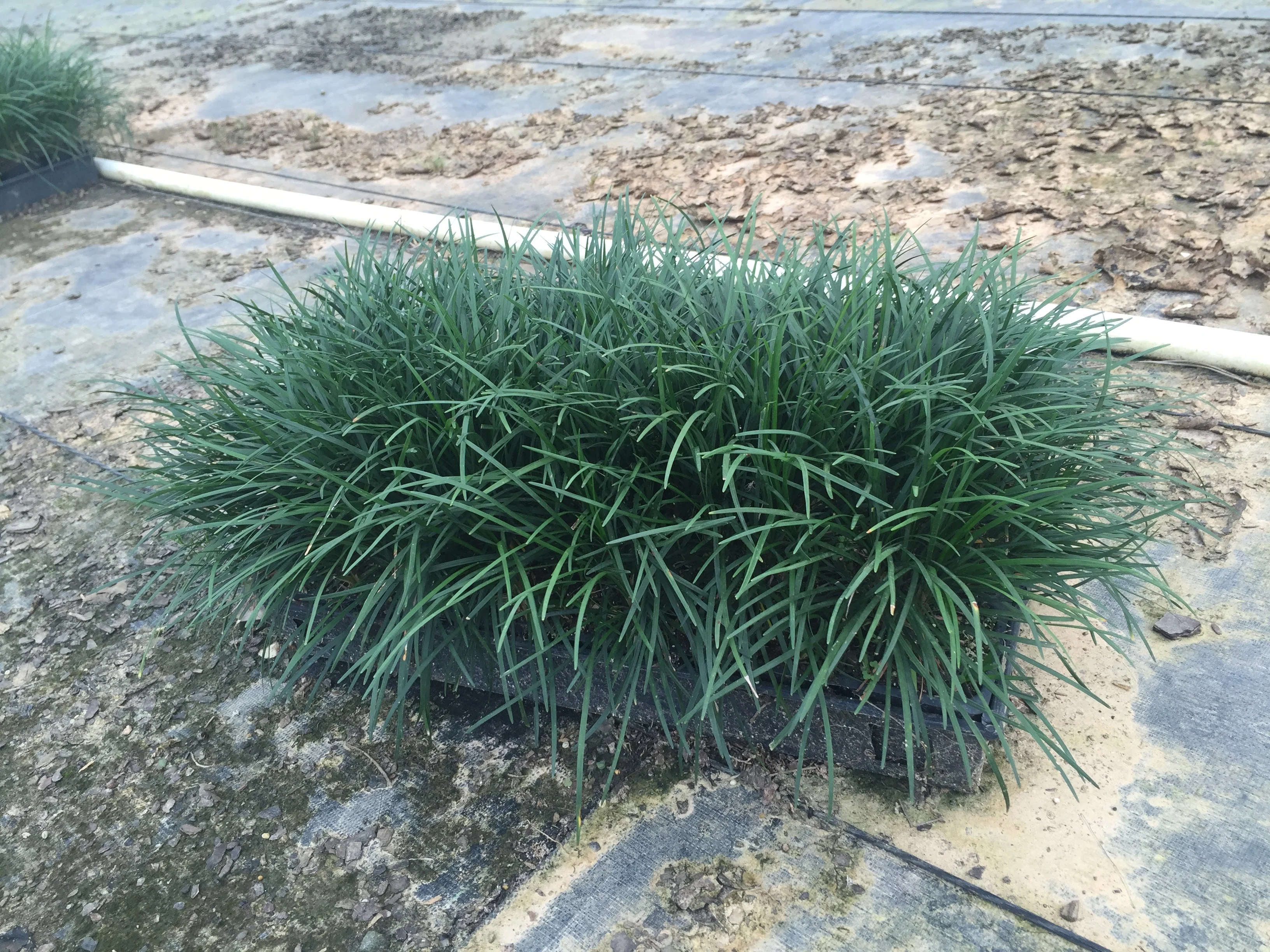 Regular Mondo Grass - Image 4