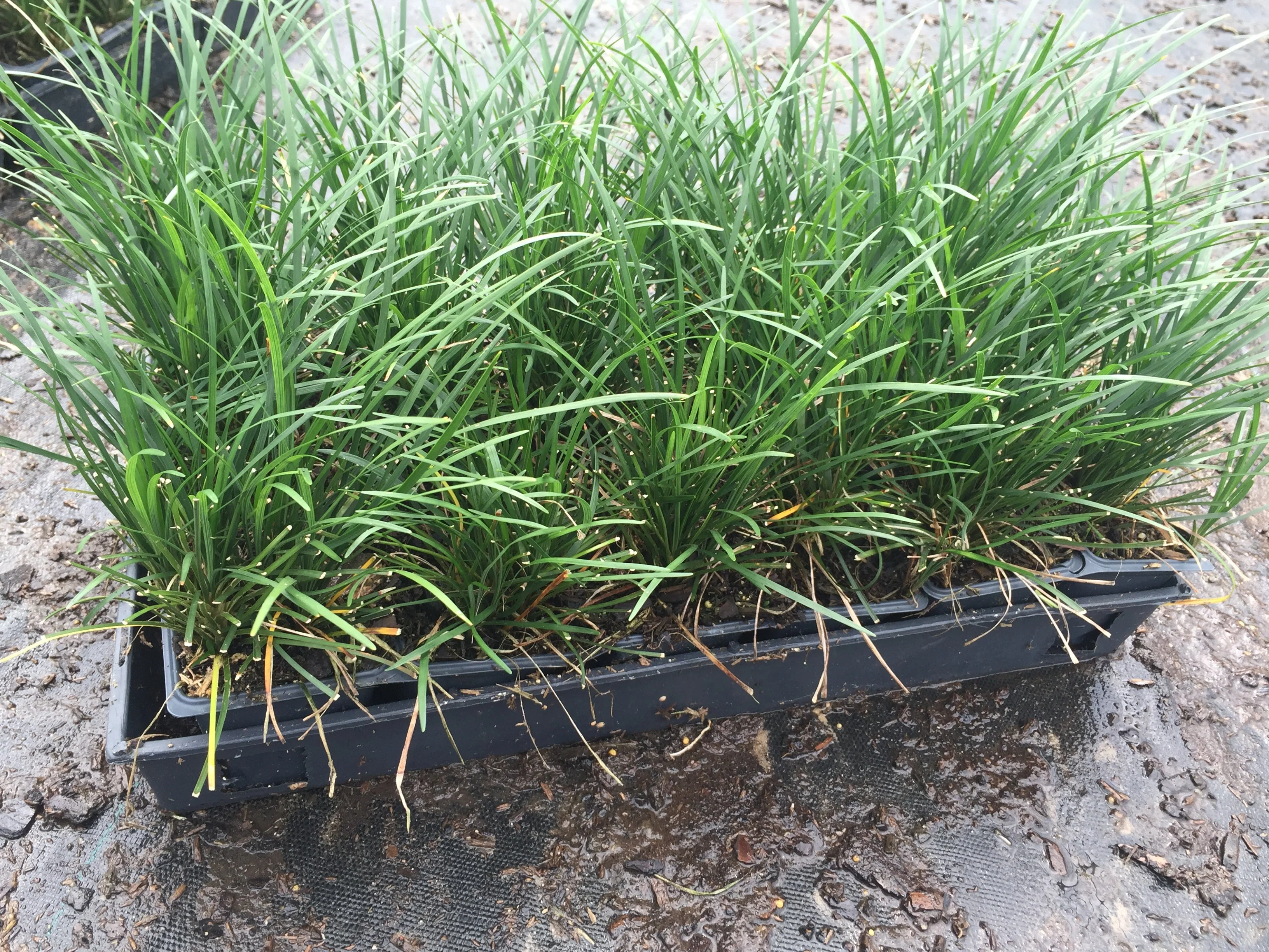 Regular Mondo Grass - Image 5