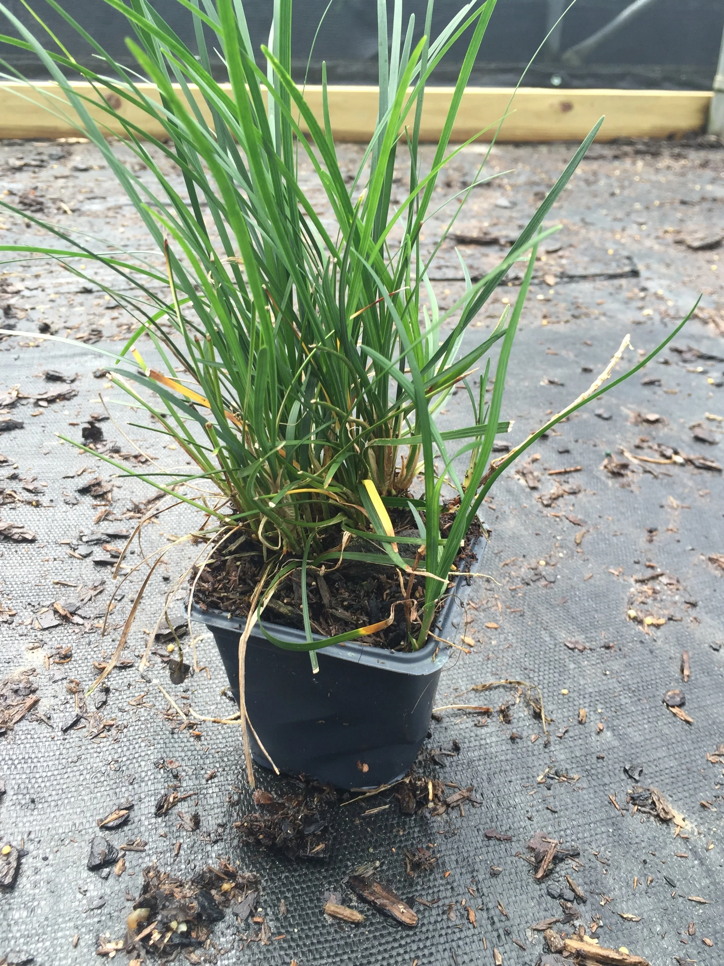 Regular Mondo Grass - Image 6