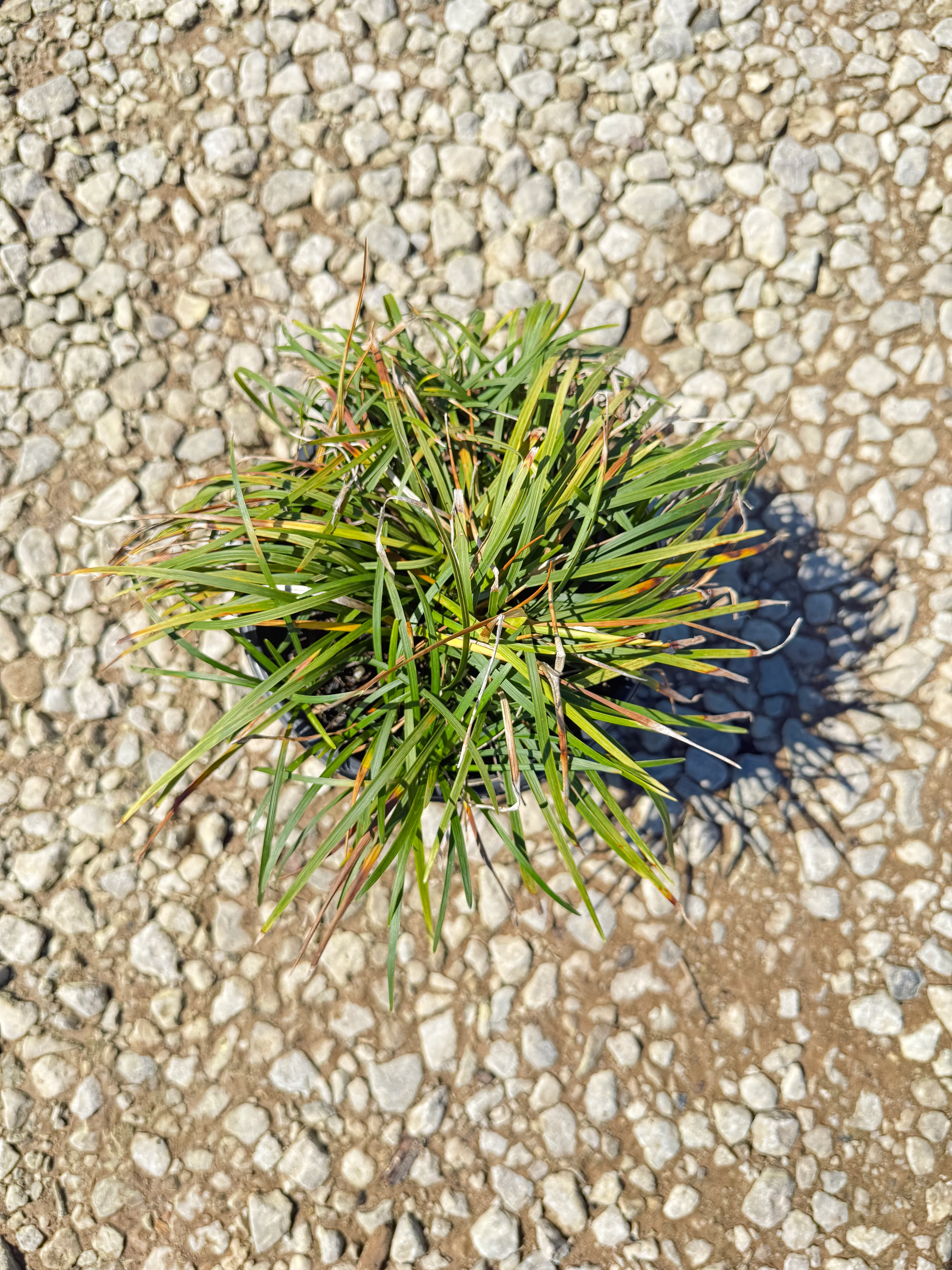 Regular Mondo Grass - Image 7