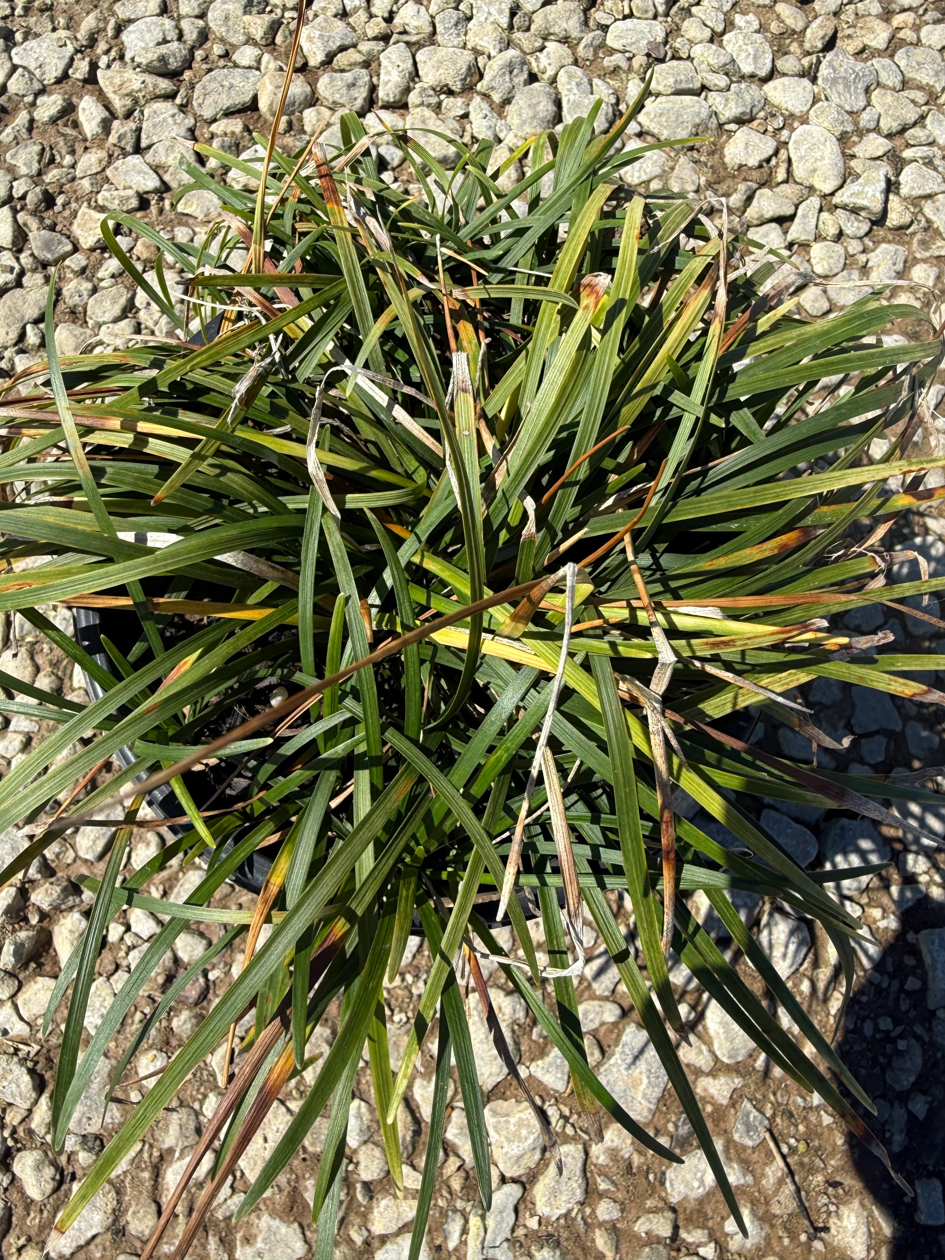 Regular Mondo Grass - Image 8