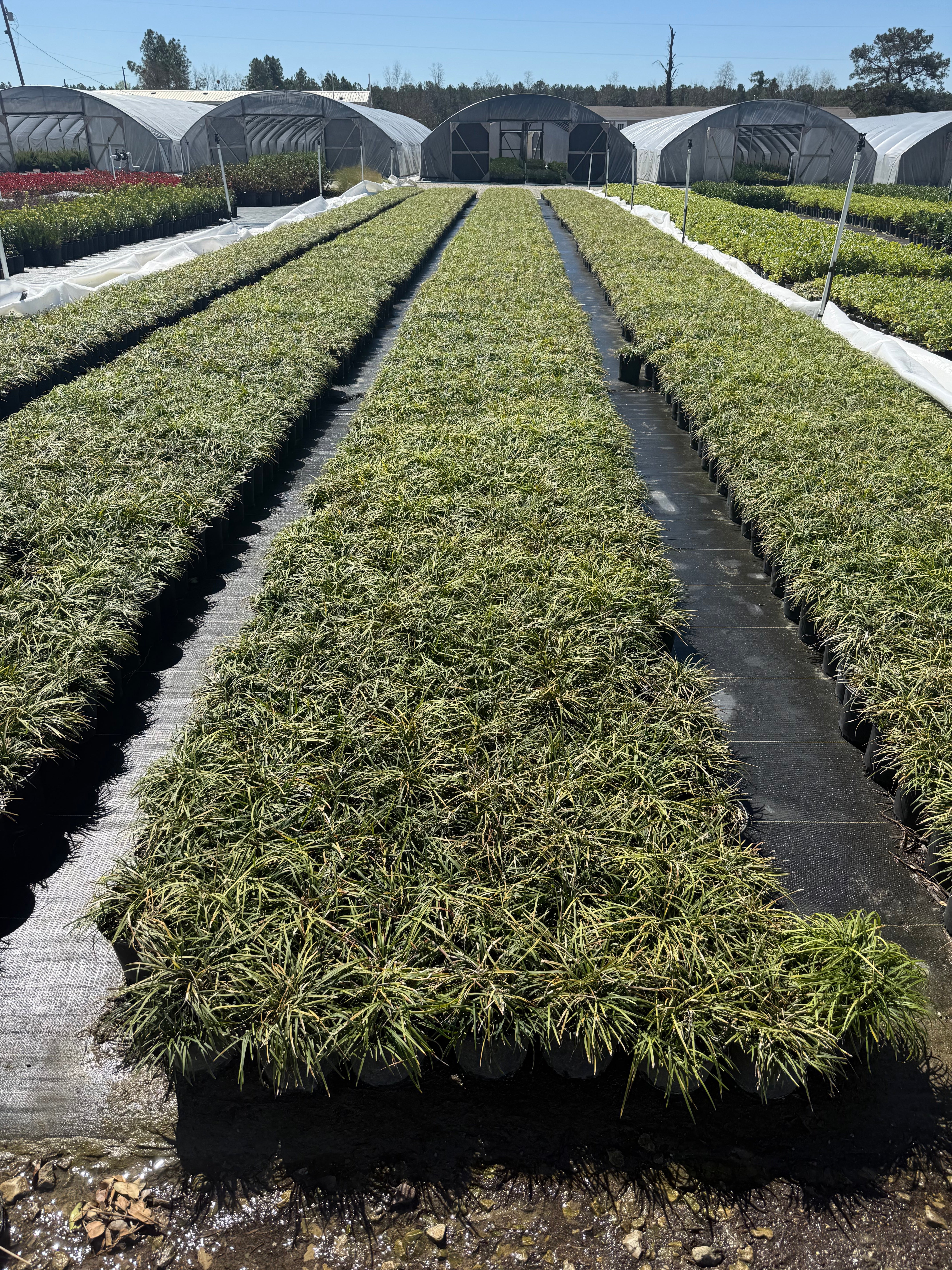Regular Mondo Grass - Image 9