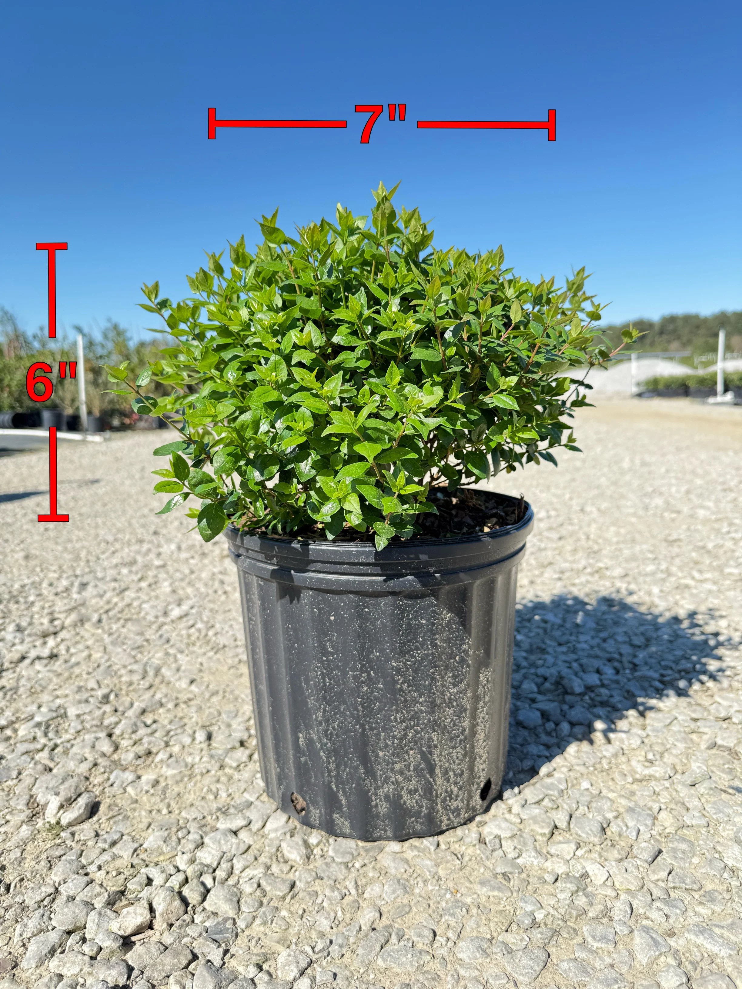 Rose Creek Abelia