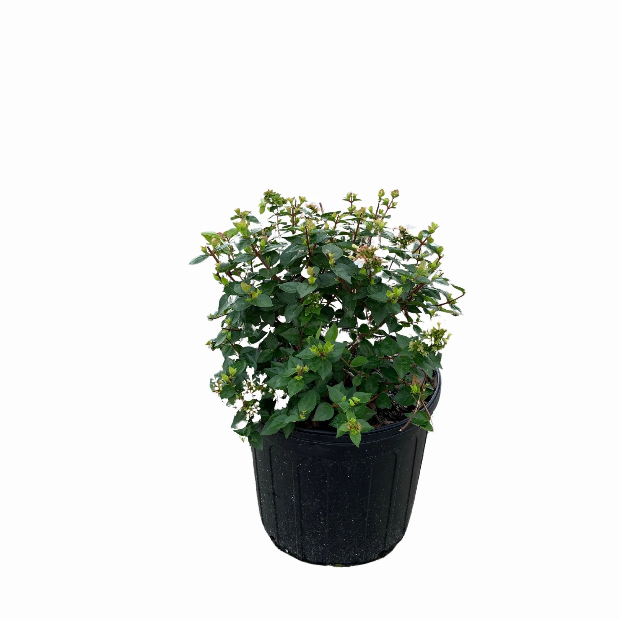 Rose Creek Abelia - Image 2