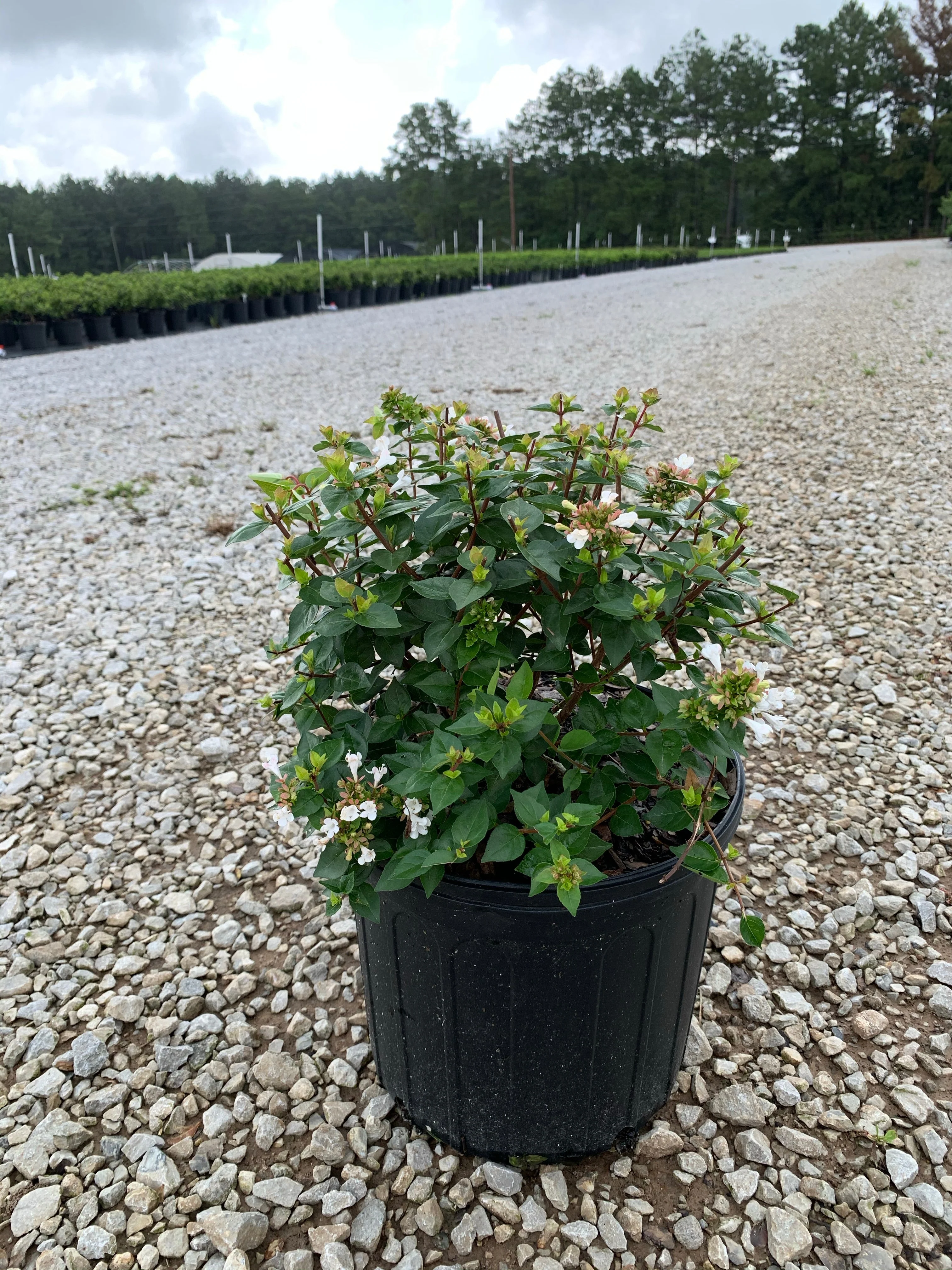 Rose Creek Abelia - Image 3