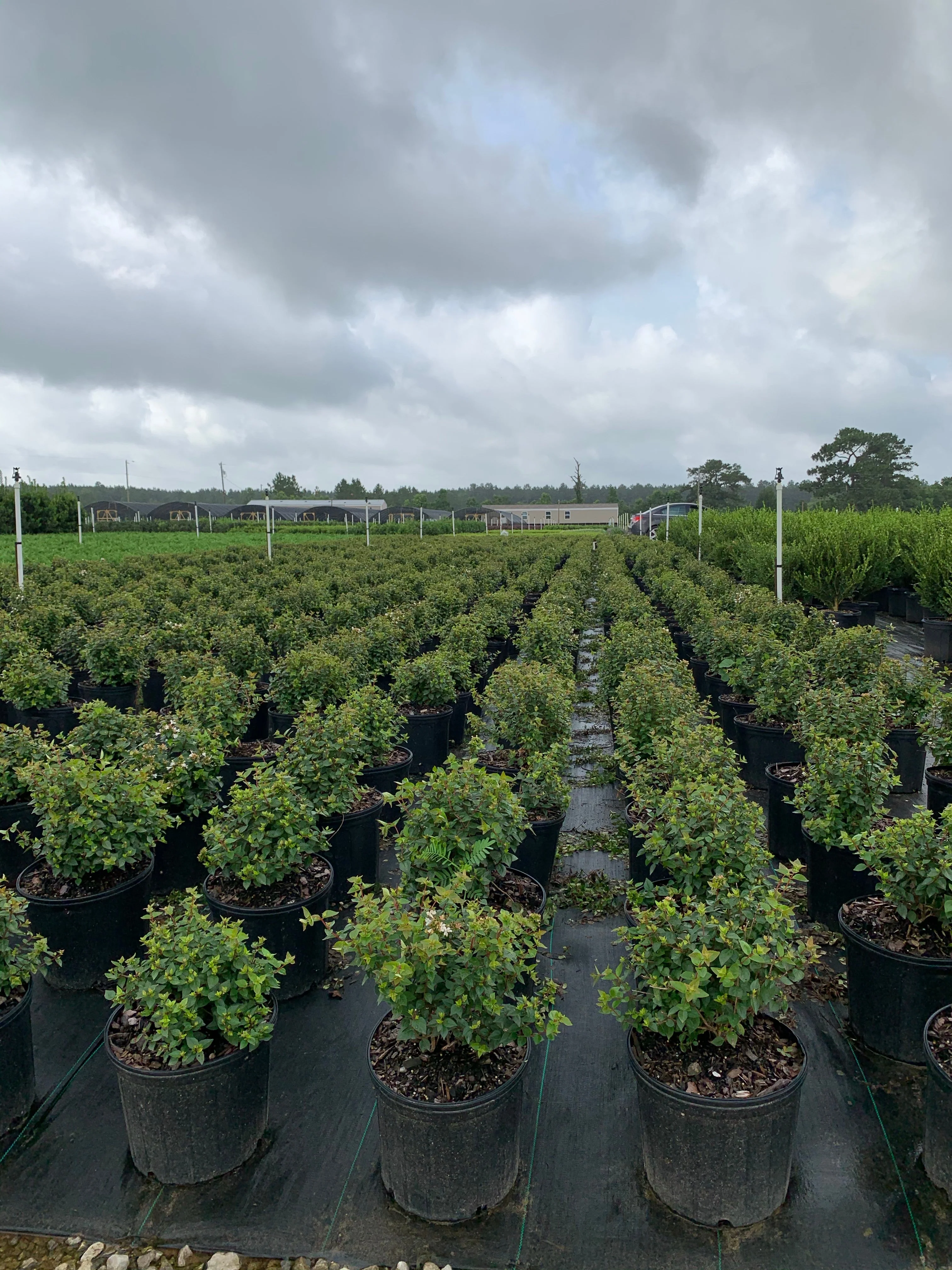 Rose Creek Abelia - Image 4