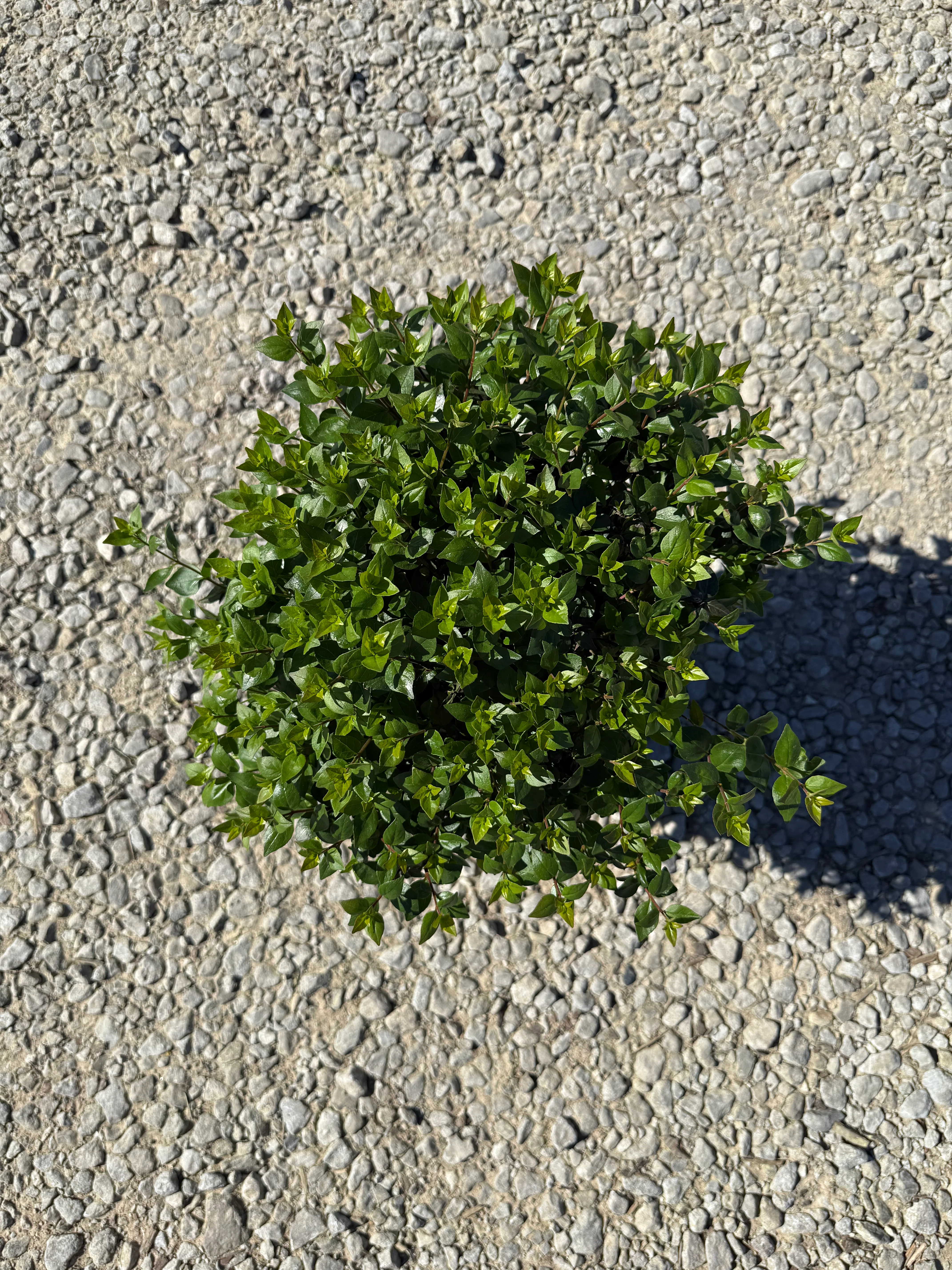 Rose Creek Abelia - Image 5